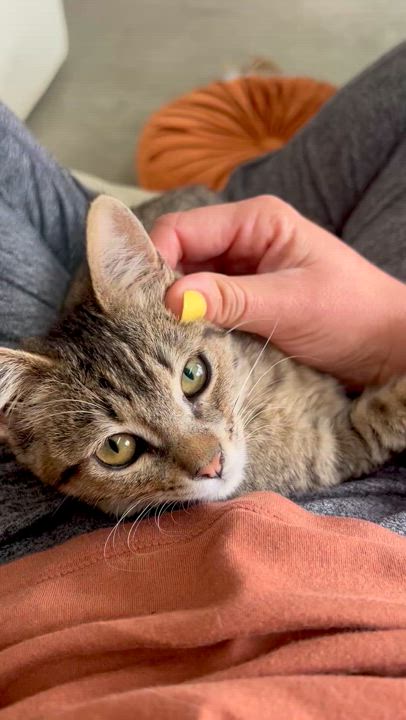 Enlarge Meadow, a Adopted Domestic Short Hair in San Diego, CA video 5/5