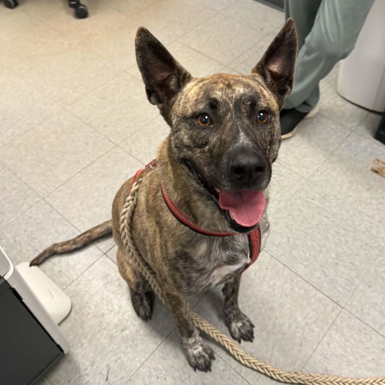 Nyla, ADOPTABLE, Adult Female Belgian Shepherd / Malinois & Pit Bull Terrier.