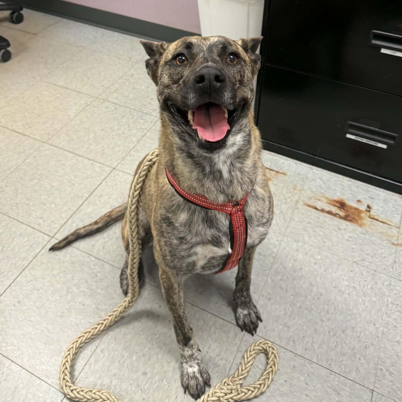 Enlarge Nyla, a ADOPTABLE mixed breed in Martinsville, IN image 3/3