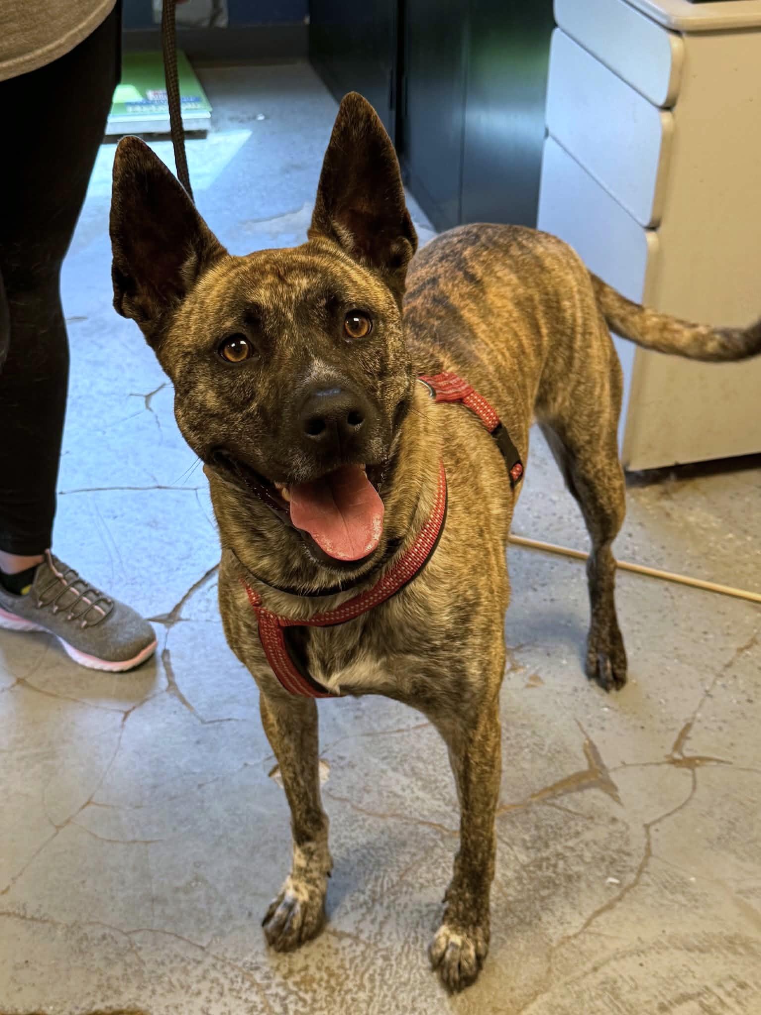 Enlarge Nyla, a ADOPTABLE mixed breed in Martinsville, IN image 2/3
