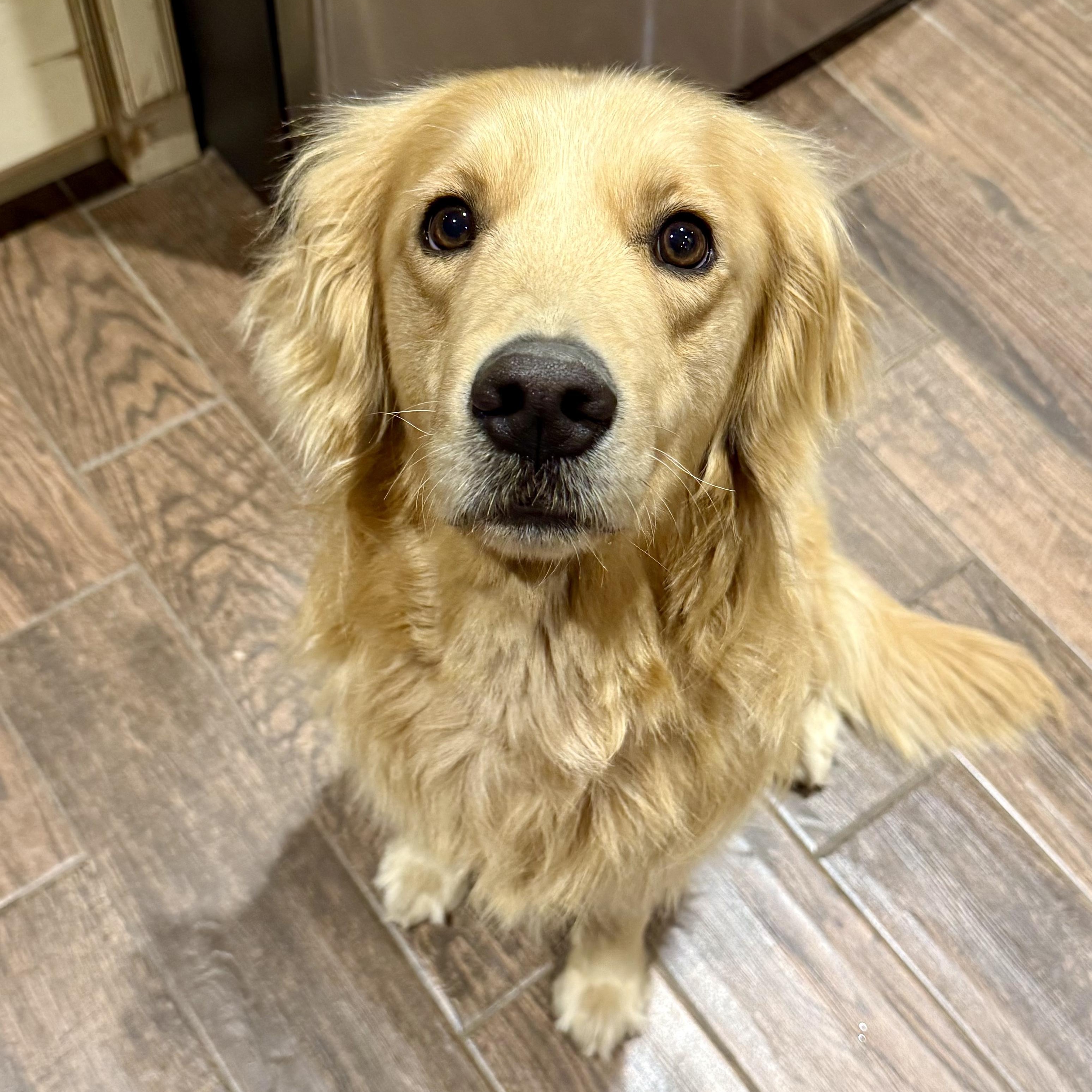 Dillon, adopted, Young Male Golden Retriever.