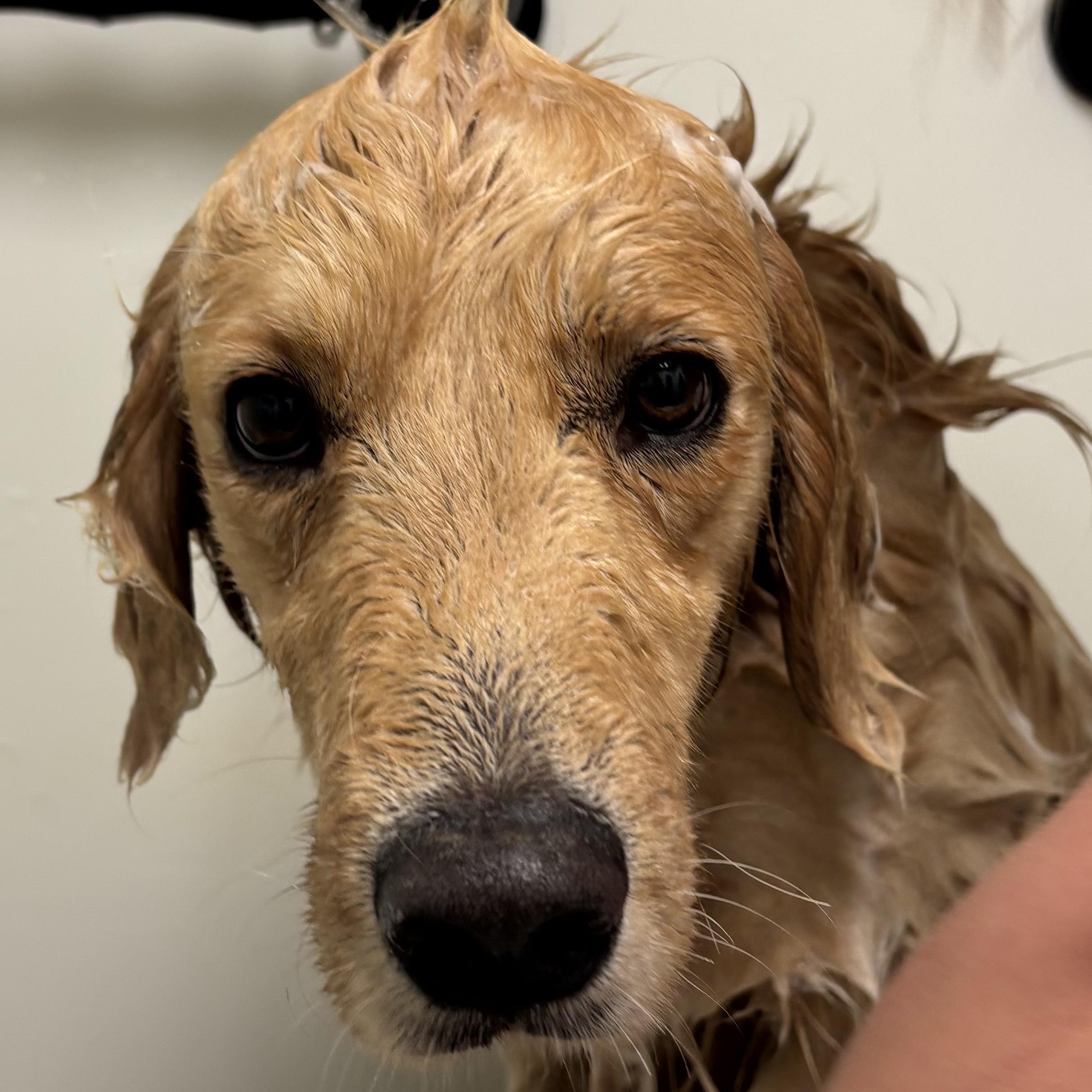 Dillon, an adopted Golden Retriever in Murphysboro, IL image 4/5