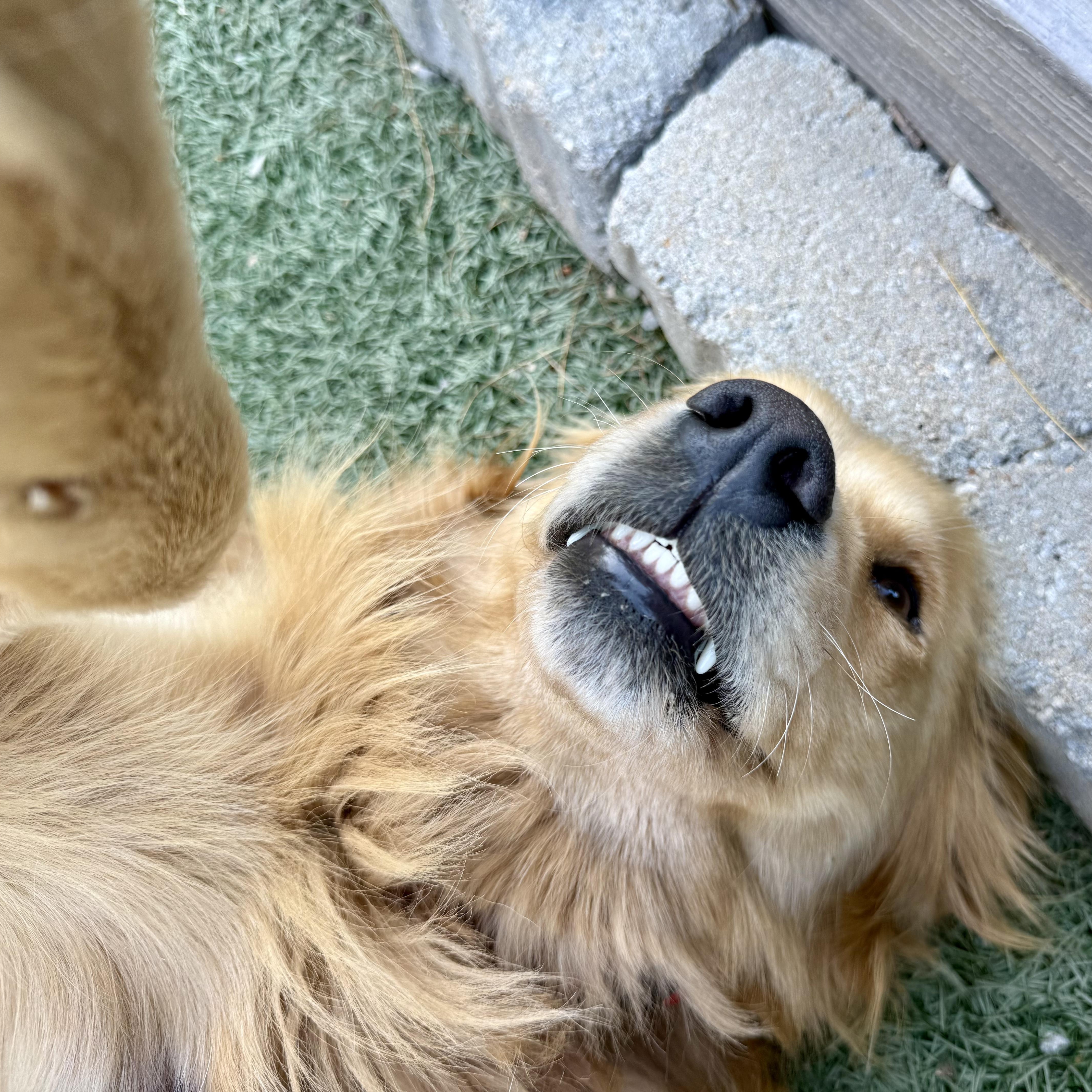 Dillon, an adopted Golden Retriever in Murphysboro, IL image 5/5