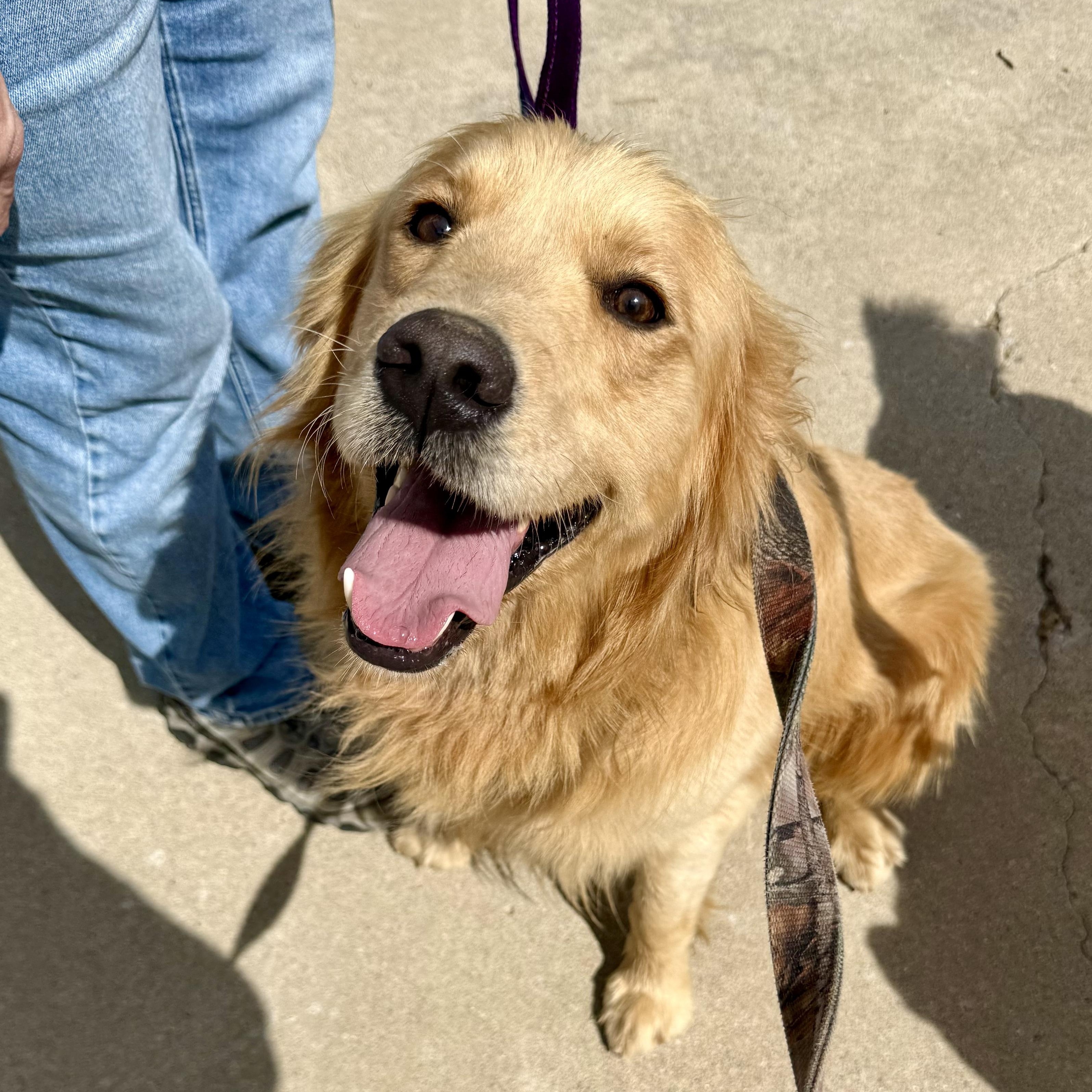 Dillon, an adopted Golden Retriever in Murphysboro, IL image 2/5