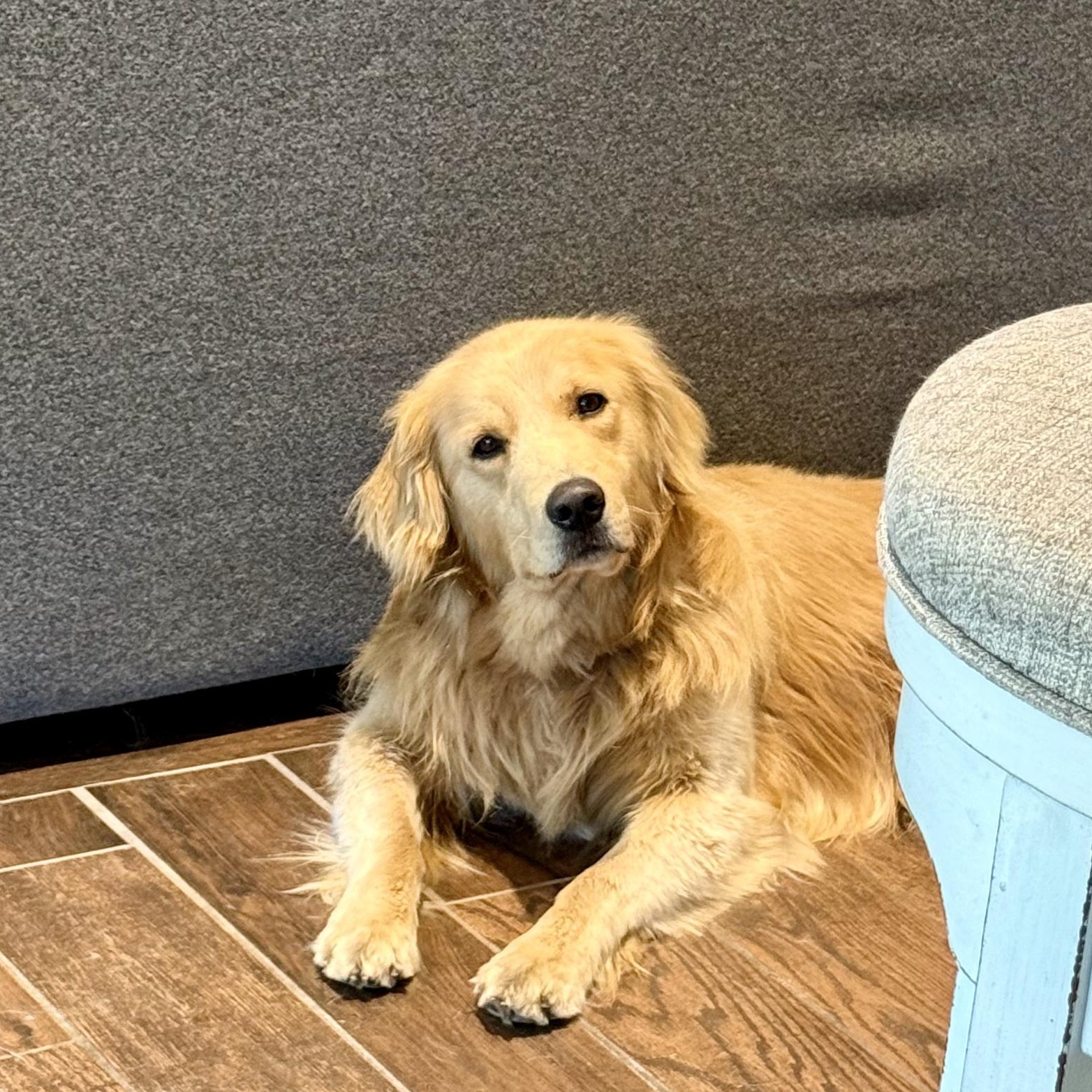 Dillon, an adopted Golden Retriever in Murphysboro, IL image 3/5