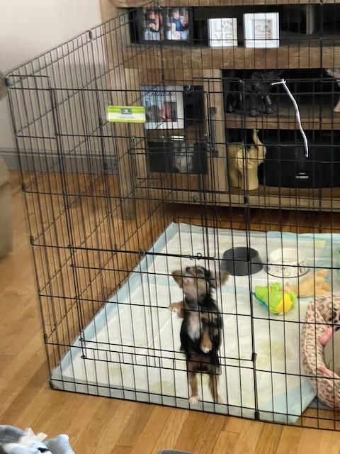 Enlarge Tsunami, an adoption pending Terrier in Salt Lake City, UT image 5/5