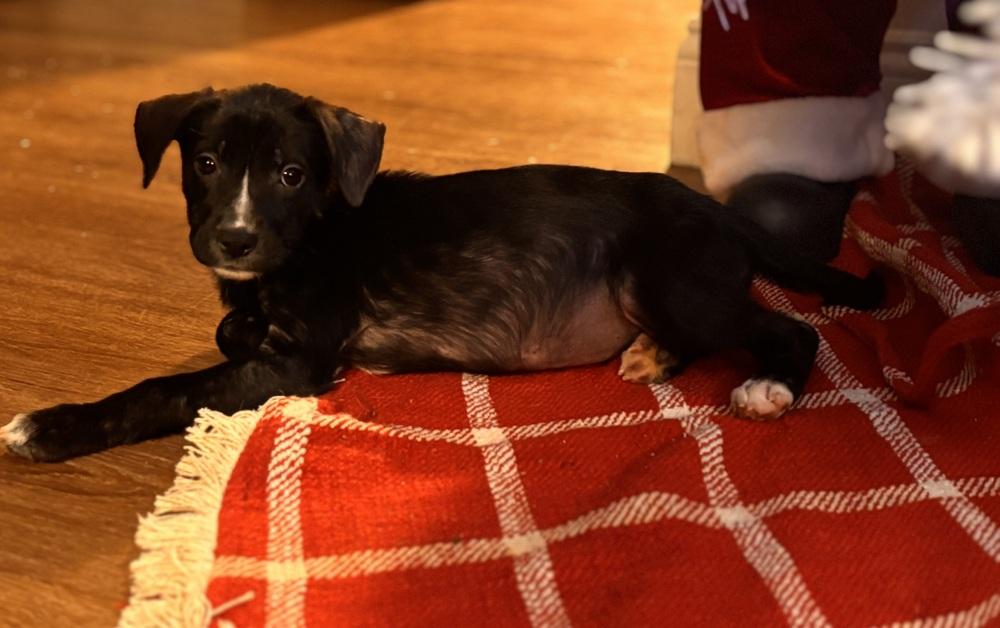 Claira, Adoptable, Puppy Female Retriever.