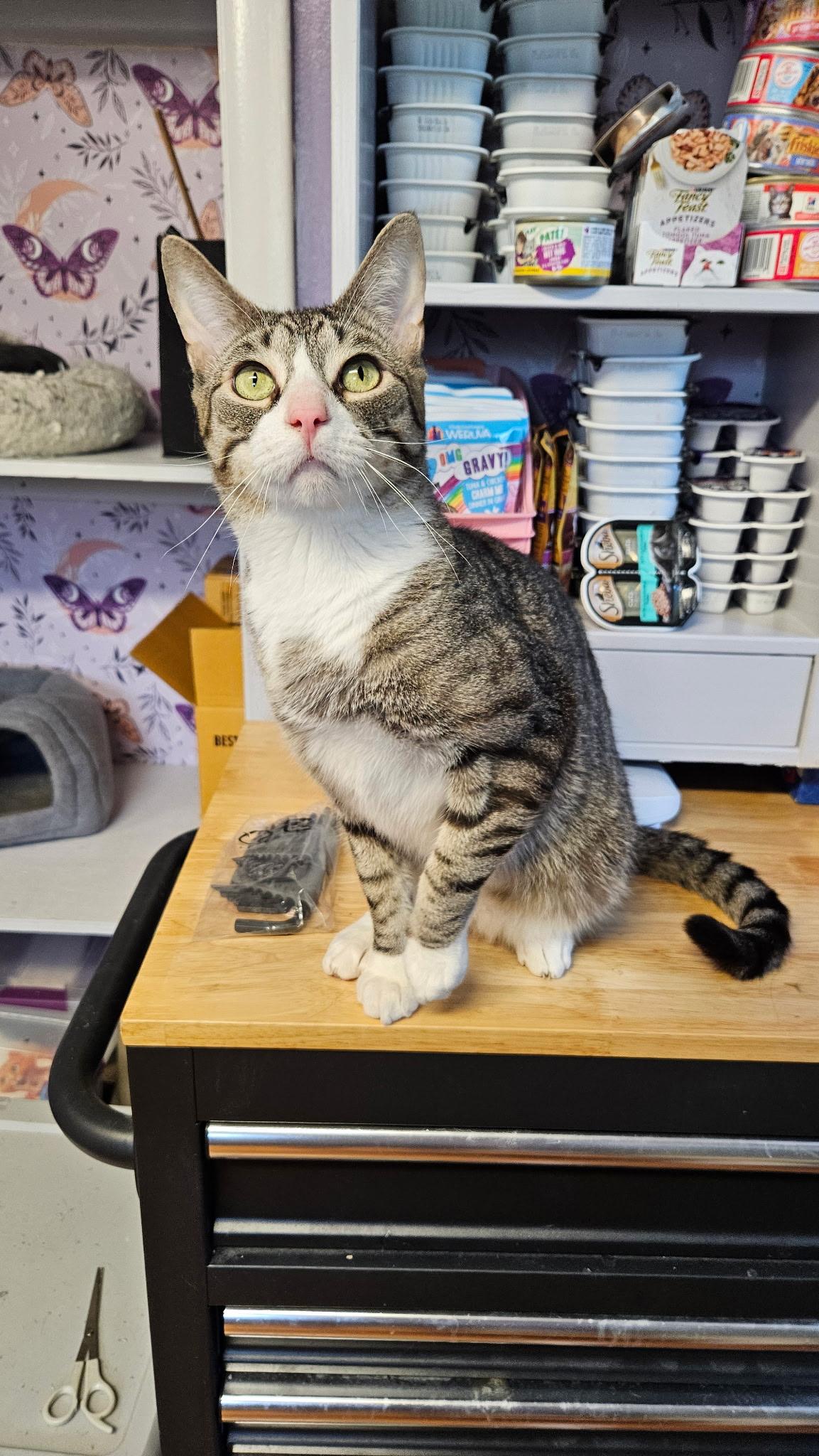 Enlarge Georgie, a Adoptable Domestic Short Hair in Elverson, PA image 1/1