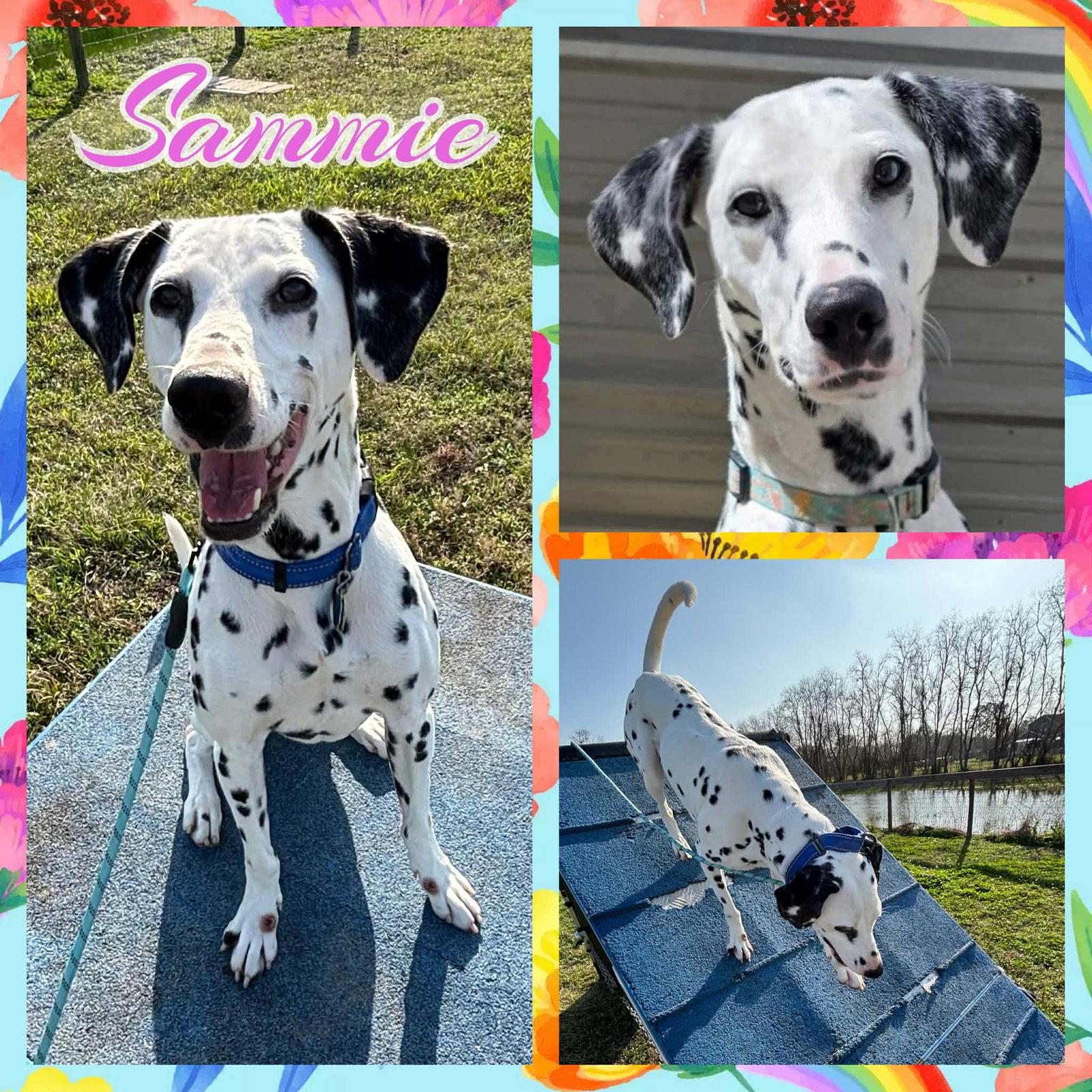 Enlarge Sammie, a Adoptable Dalmatian in Colorado Springs, CO image 1/1