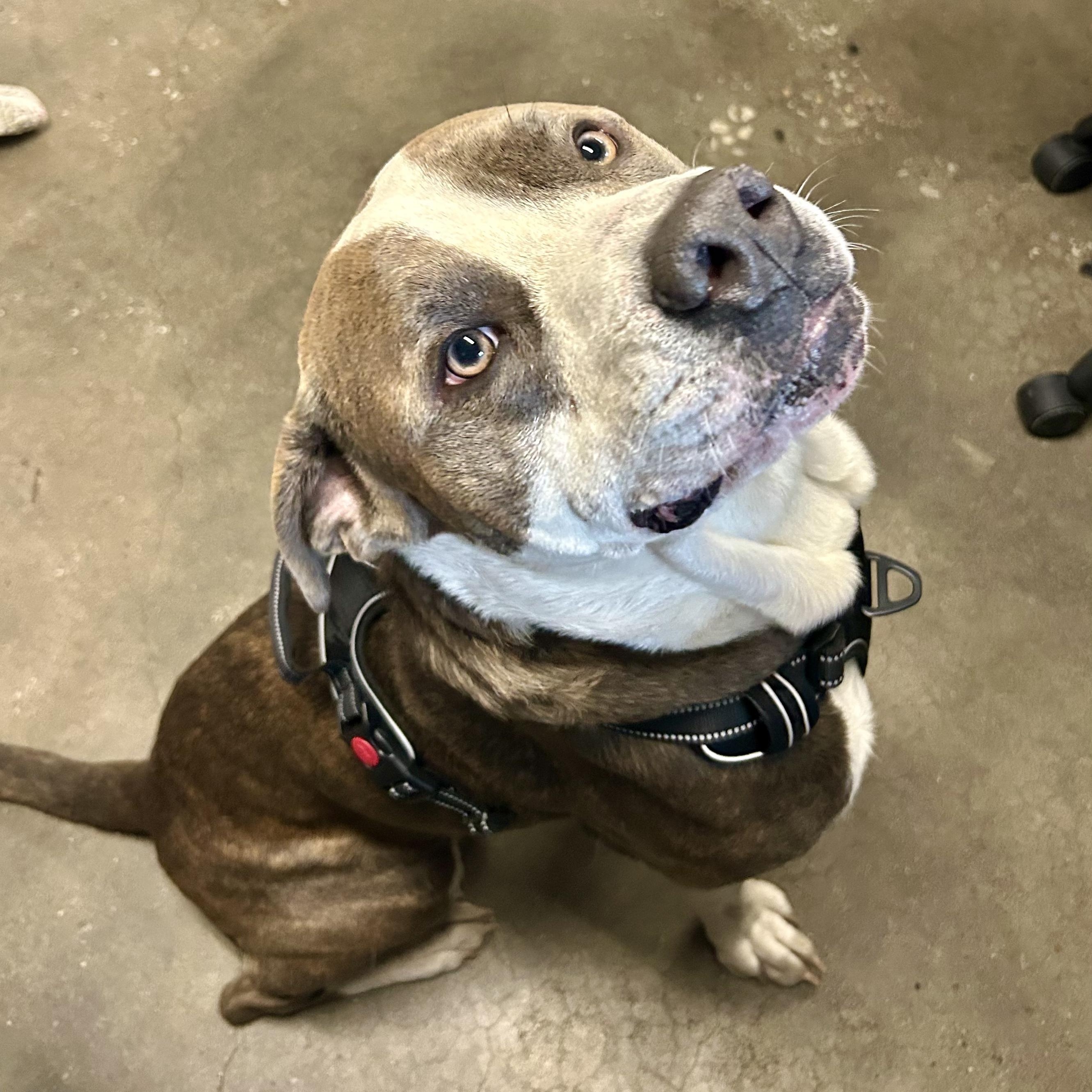 Tom Foolery- Goofball, a Adoptable American Staffordshire Terrier in Grass Valley, CA image 5/5