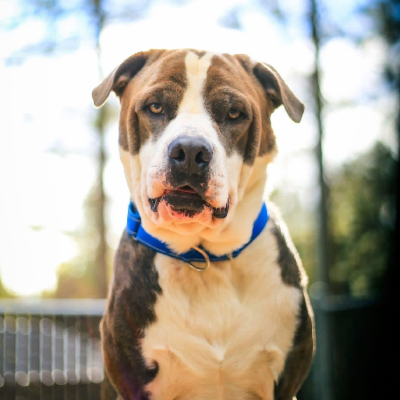 Tom Foolery- Goofball, a Adoptable American Staffordshire Terrier in Grass Valley, CA image 3/5