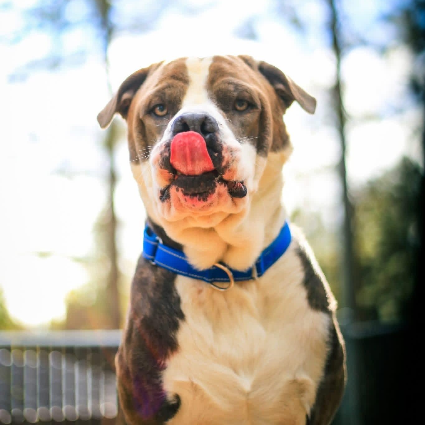 Tom Foolery- Goofball, a Adoptable American Staffordshire Terrier in Grass Valley, CA image 2/5