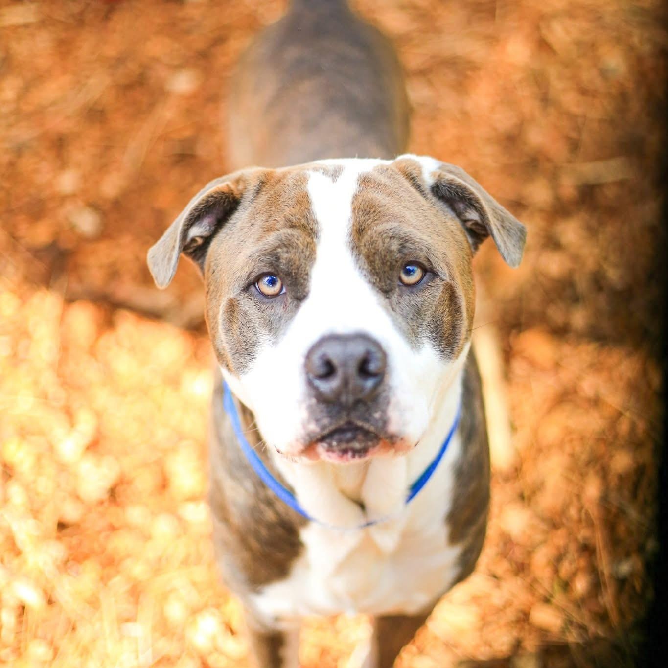 Tom Foolery- Goofball, Adoptable, Adult Male American Staffordshire Terrier.