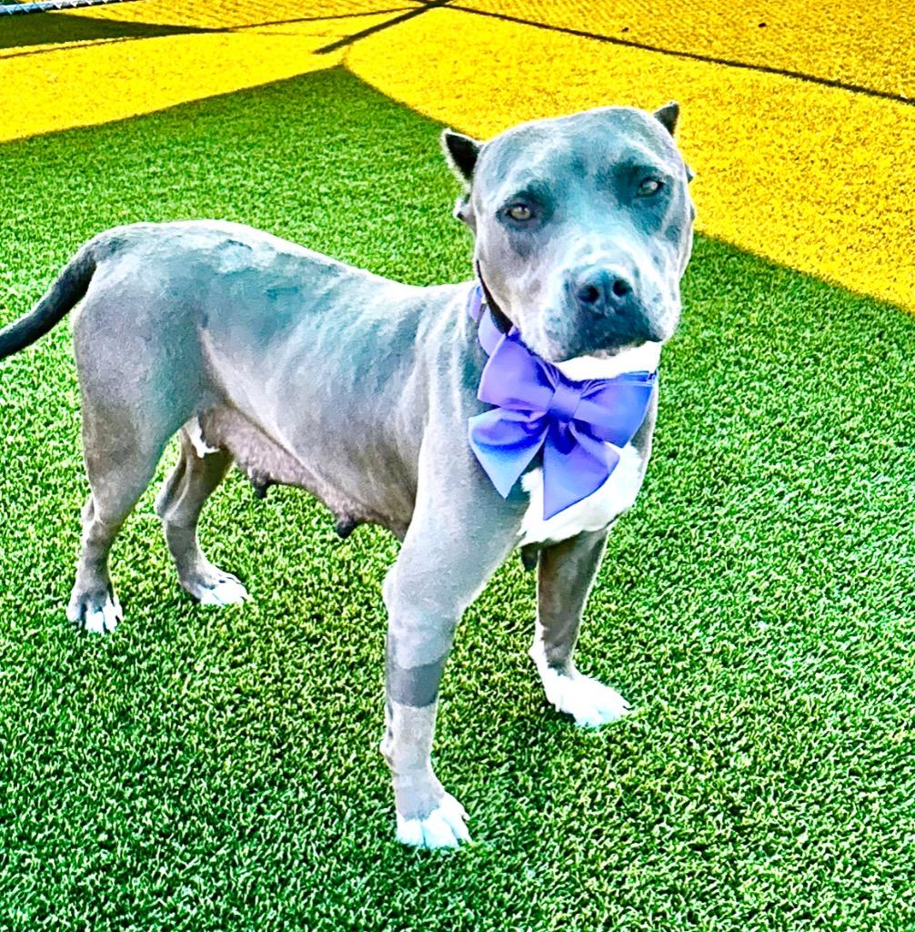 Enlarge Xena, a Adoptable mixed breed in Cape Coral, FL image 1/3