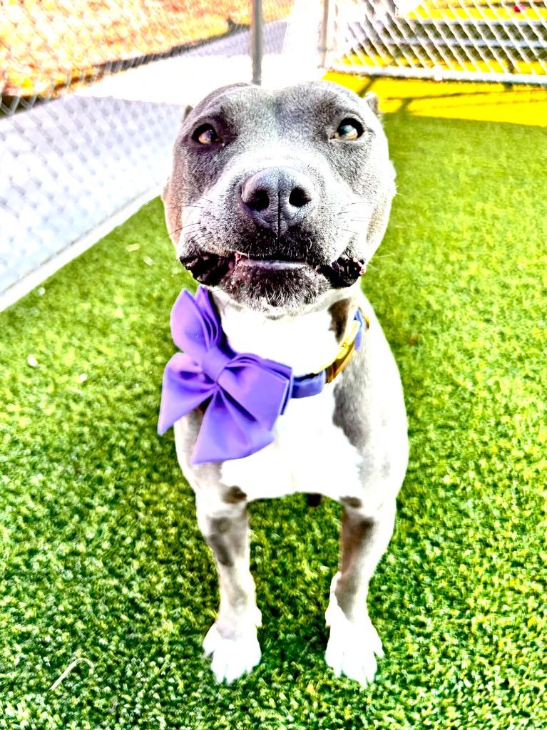 Enlarge Xena, a Adoptable mixed breed in Cape Coral, FL image 3/3