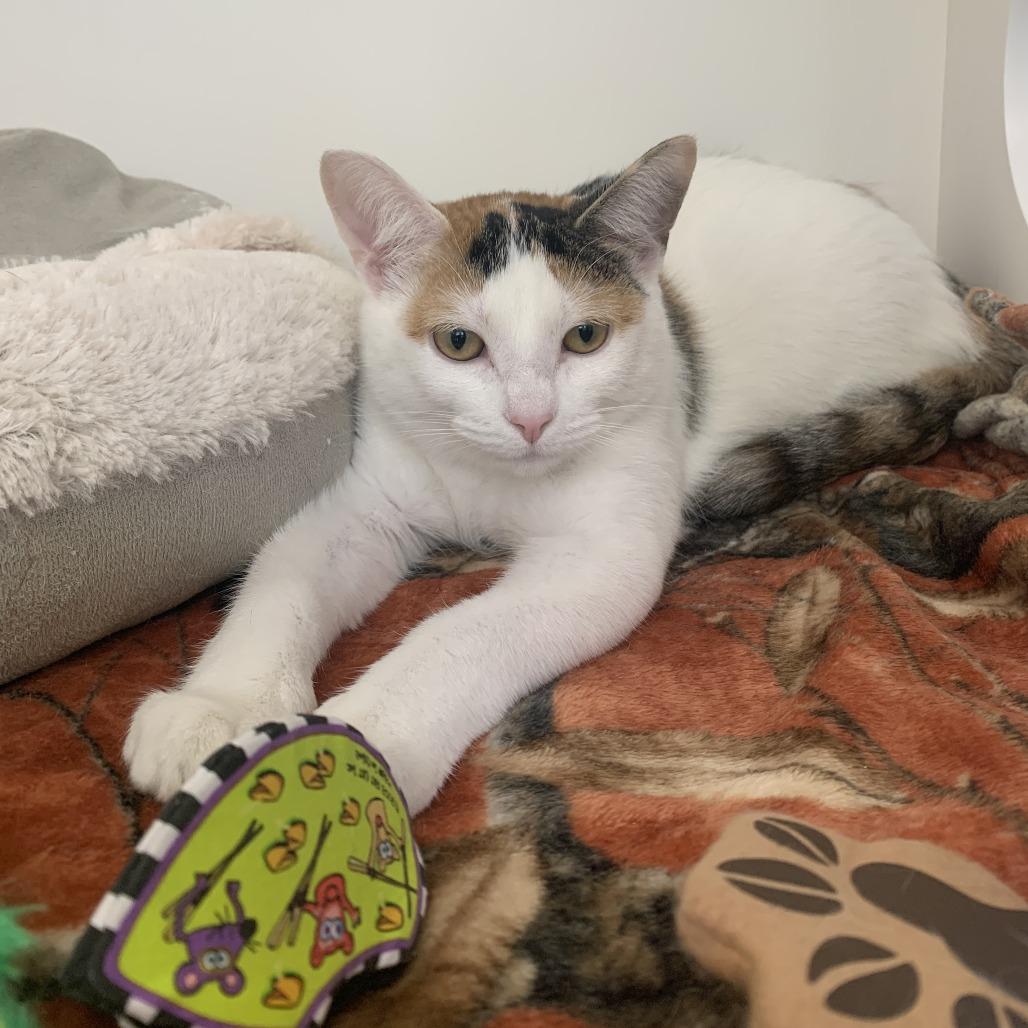 Enlarge Jinx, a Adoptable Domestic Short Hair in Mebane, NC image 2/2