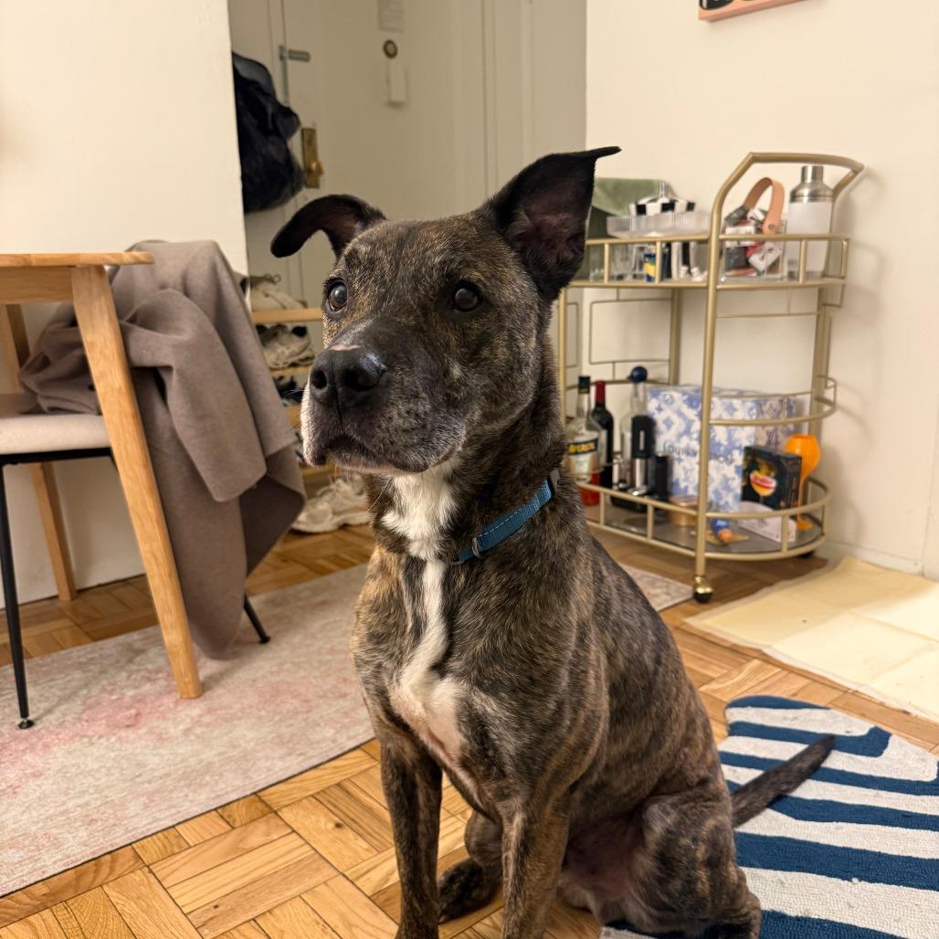 Enlarge Harry, a Adoptable Mixed Breed in New York, NY image 1/6