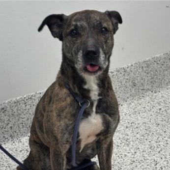 Enlarge Harry, a Adoptable Mixed Breed in New York, NY image 2/6