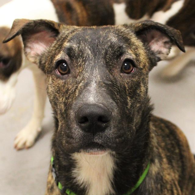 Enlarge Harry, a Adoptable Mixed Breed in New York, NY image 3/6