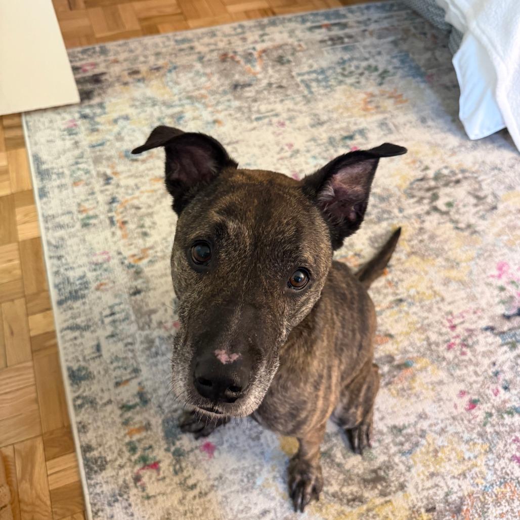 Enlarge Harry, a Adoptable Mixed Breed in New York, NY image 4/6