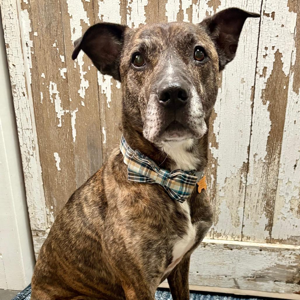 Enlarge Harry, a Adoptable Mixed Breed in New York, NY image 5/6