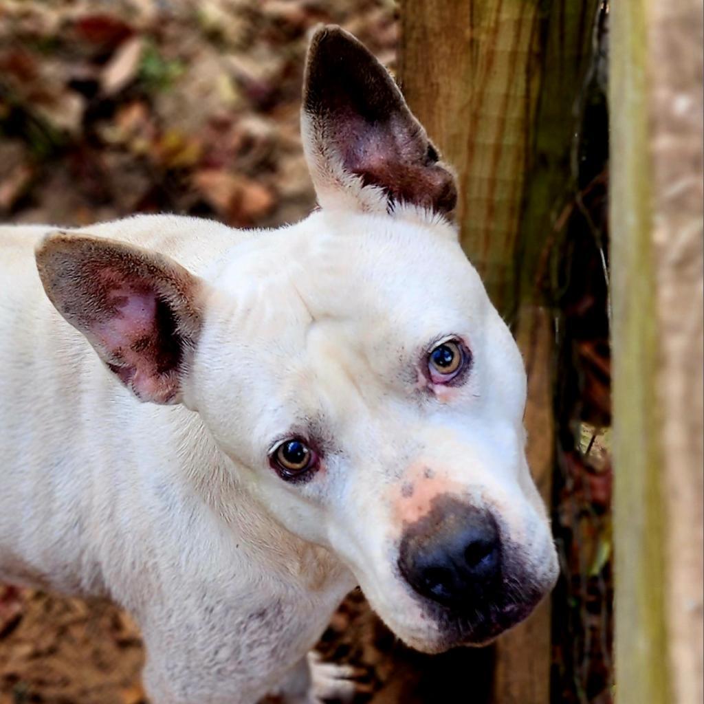 Enlarge Grits, a Adoptable mixed breed in Lexington, SC image 1/6