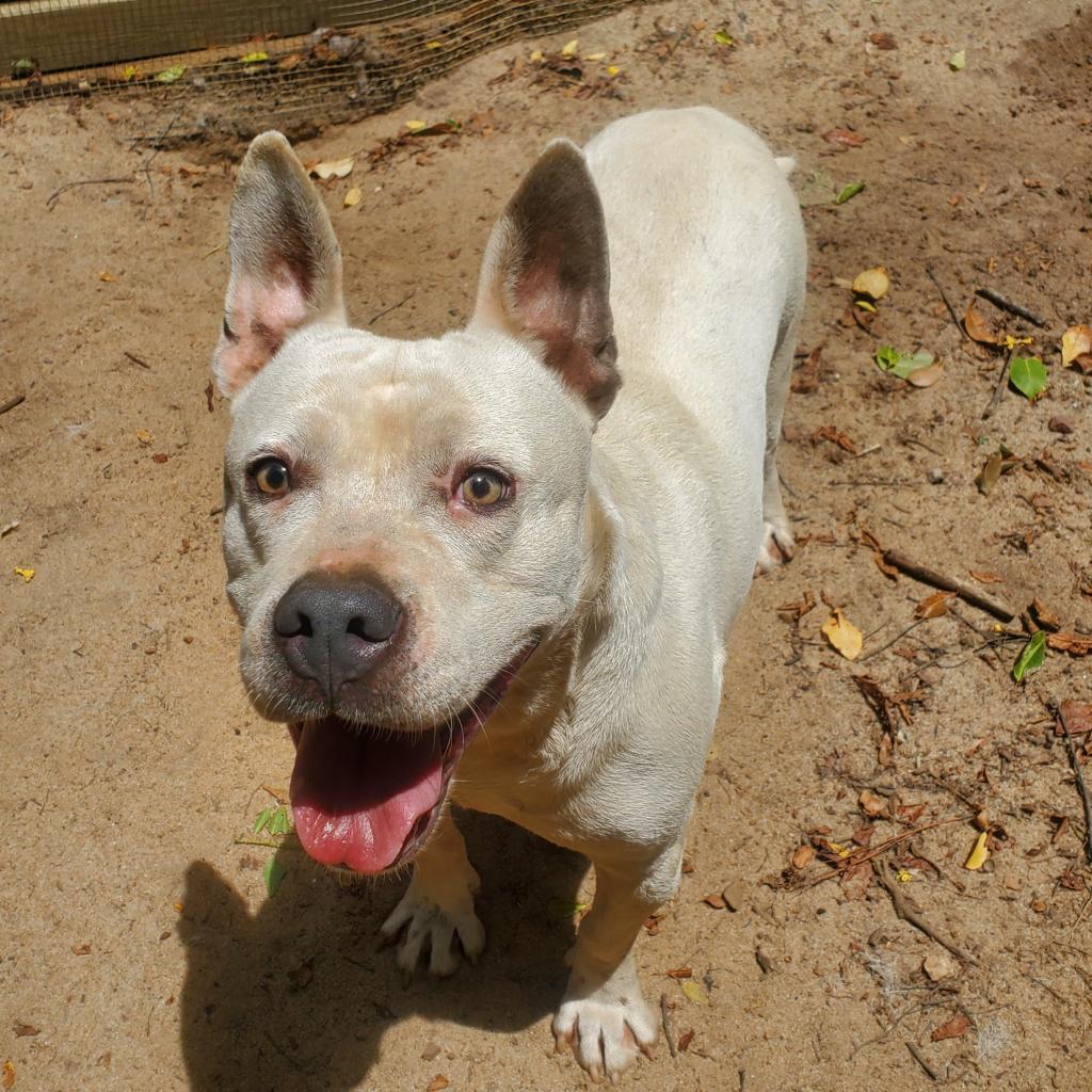 Enlarge Grits, a Adoptable mixed breed in Lexington, SC image 2/6