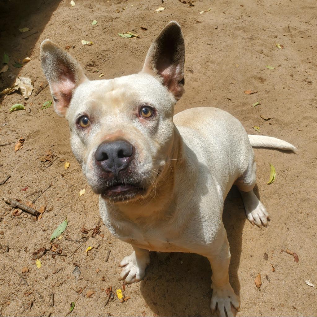 Enlarge Grits, a Adoptable mixed breed in Lexington, SC image 3/6