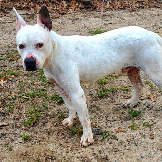 Enlarge Grits, a Adoptable mixed breed in Lexington, SC image 4/6