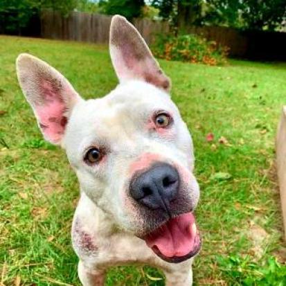 Enlarge Grits, a Adoptable mixed breed in Lexington, SC image 5/6