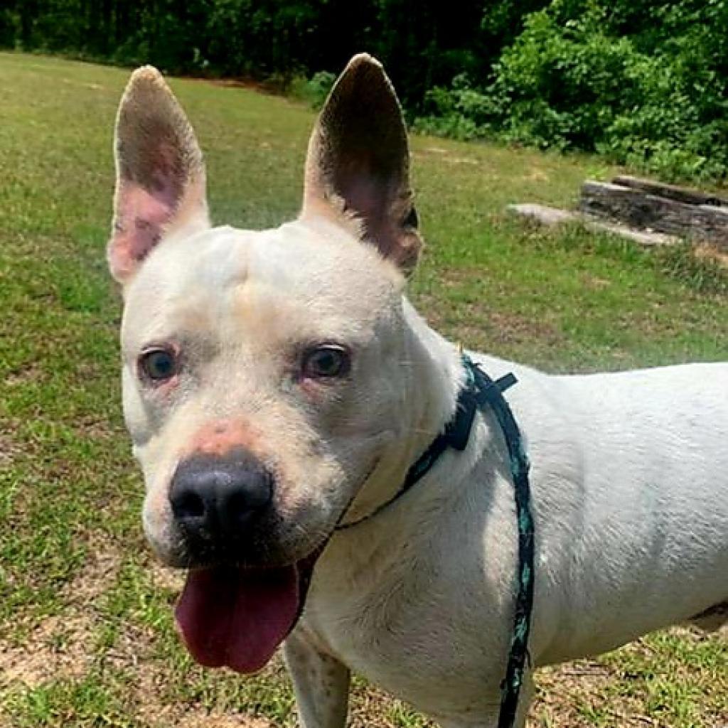 Enlarge Grits, a Adoptable mixed breed in Lexington, SC image 6/6