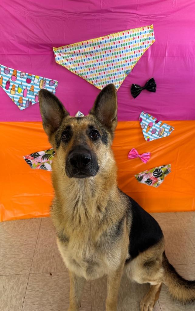Stormy, ADOPTABLE, Adult Female German Shepherd Dog.