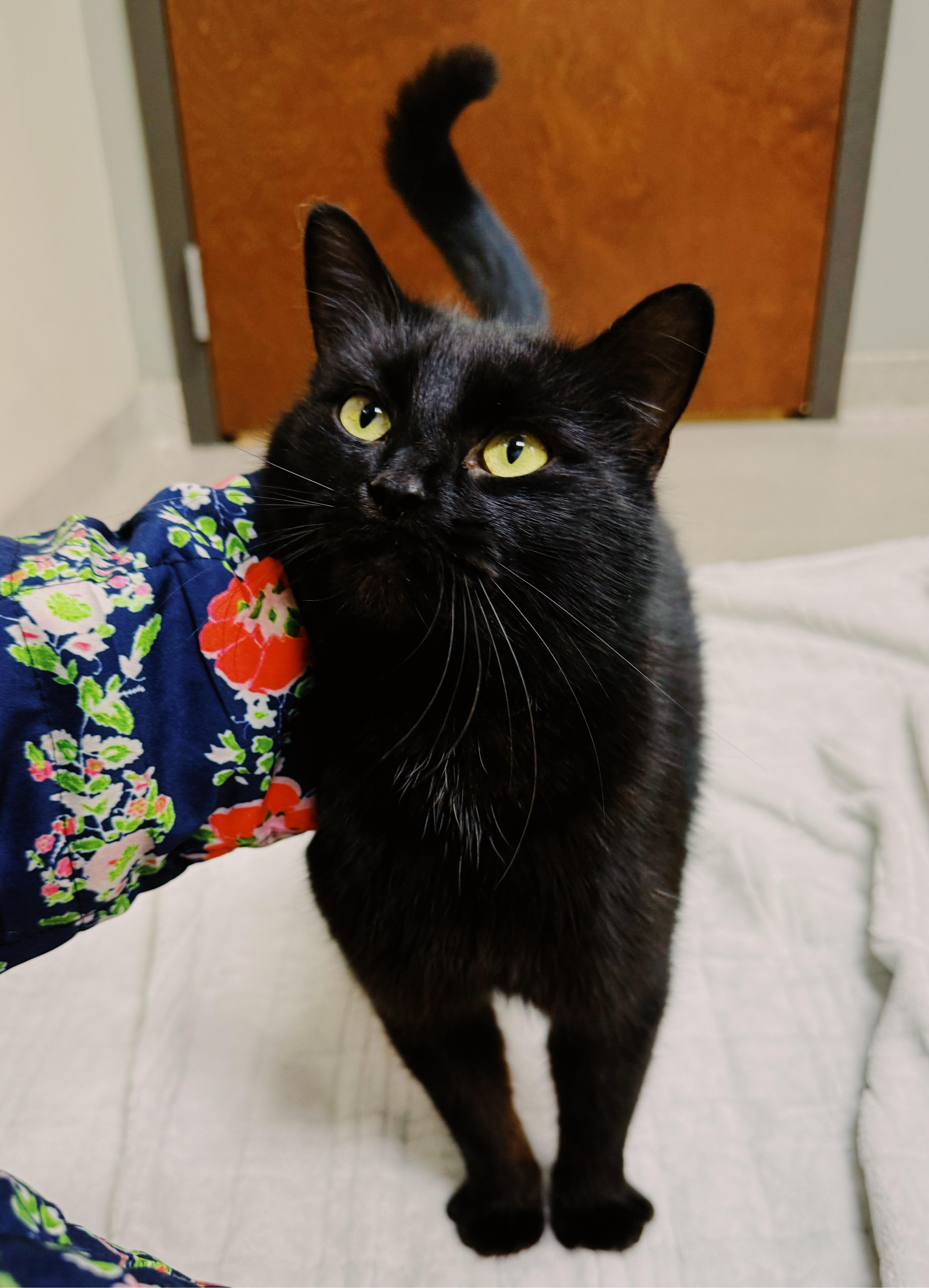 Enlarge Fiona , a Adoptable mixed breed in BOONE, NC image 3/3