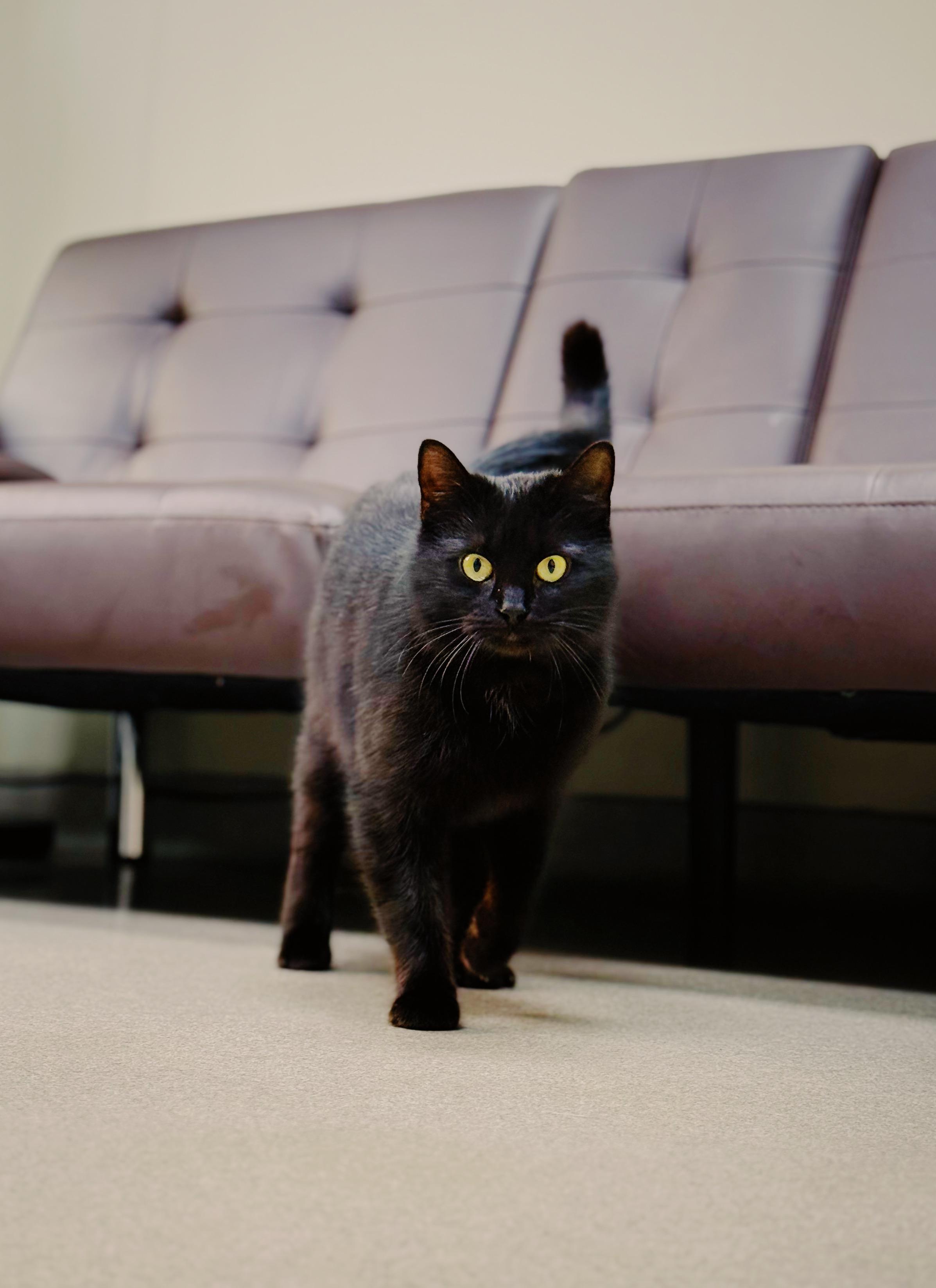 Fiona , Adoptable, Adult Female Domestic Short Hair.