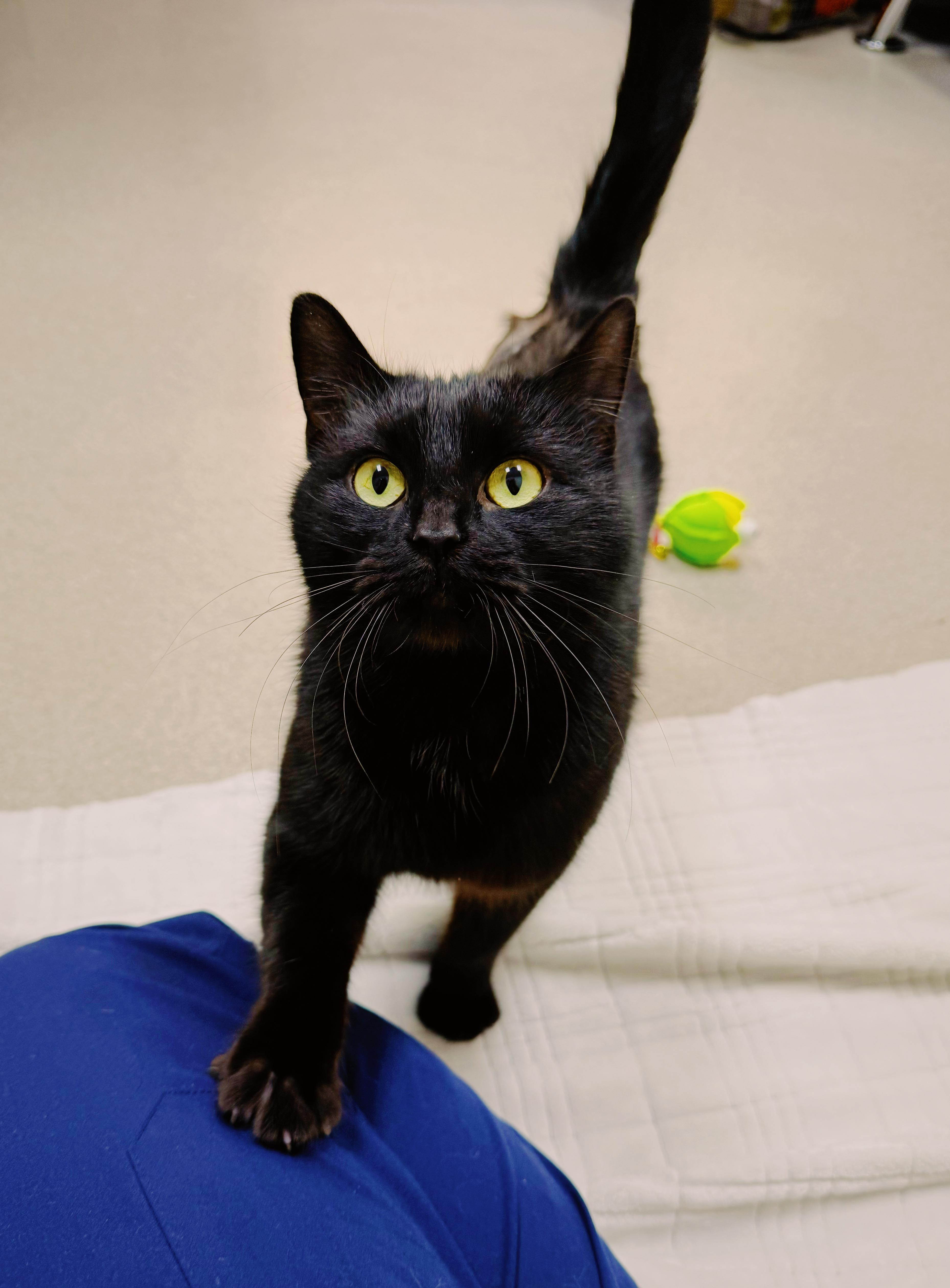 Enlarge Fiona , a Adoptable mixed breed in BOONE, NC image 2/3