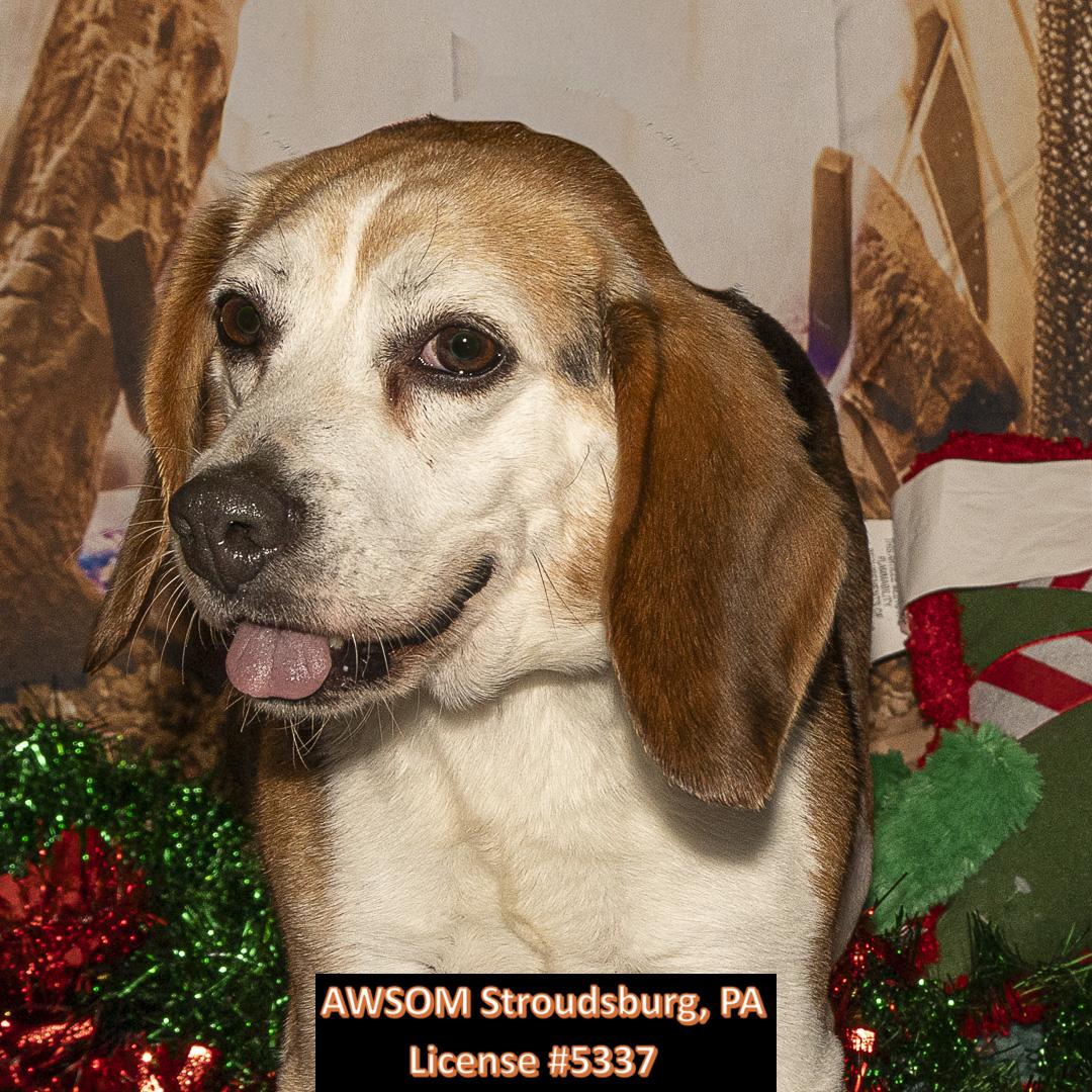 Sam, a ADOPTABLE mixed breed in Stroudsburg, PA image 1/2