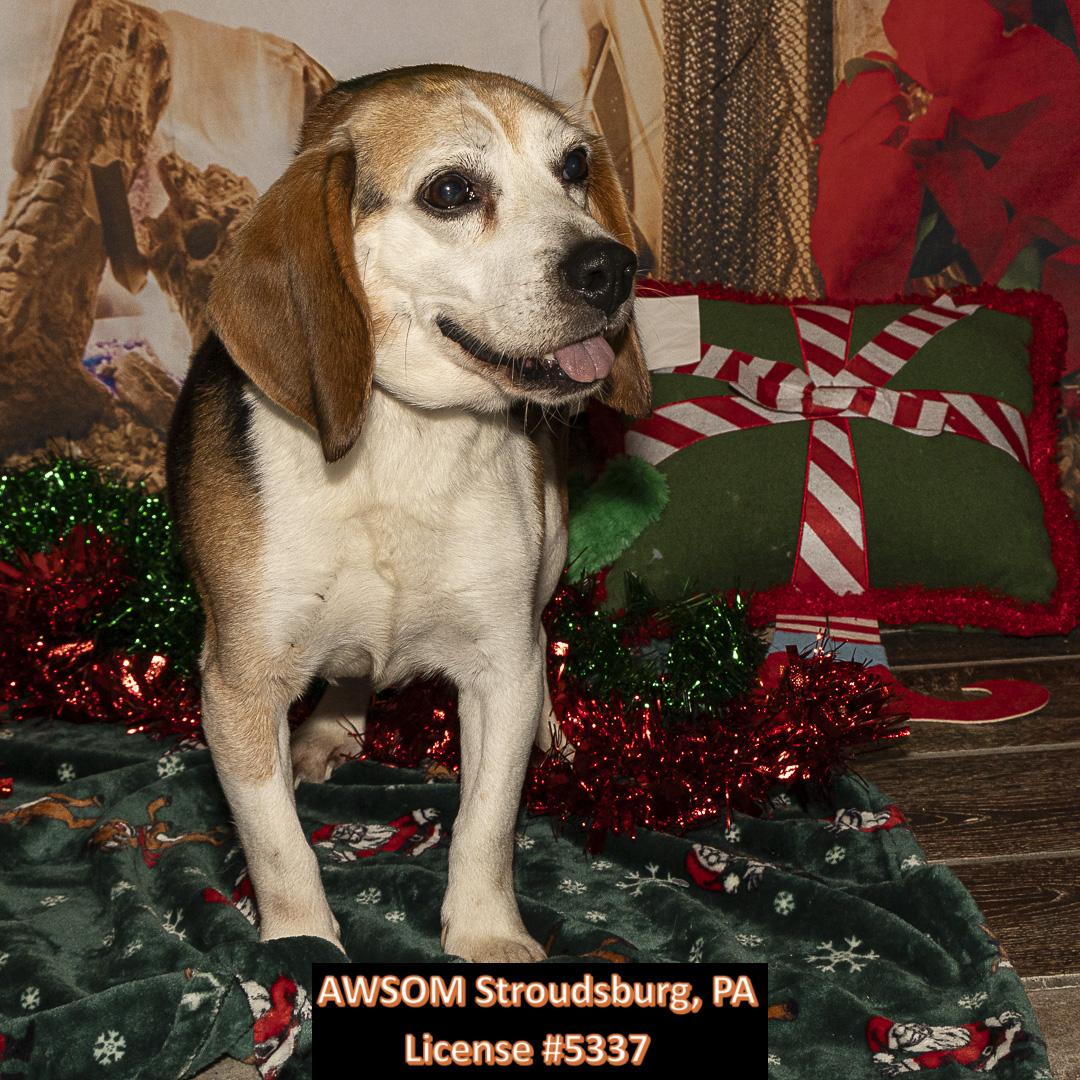 Sam, a ADOPTABLE mixed breed in Stroudsburg, PA image 2/2