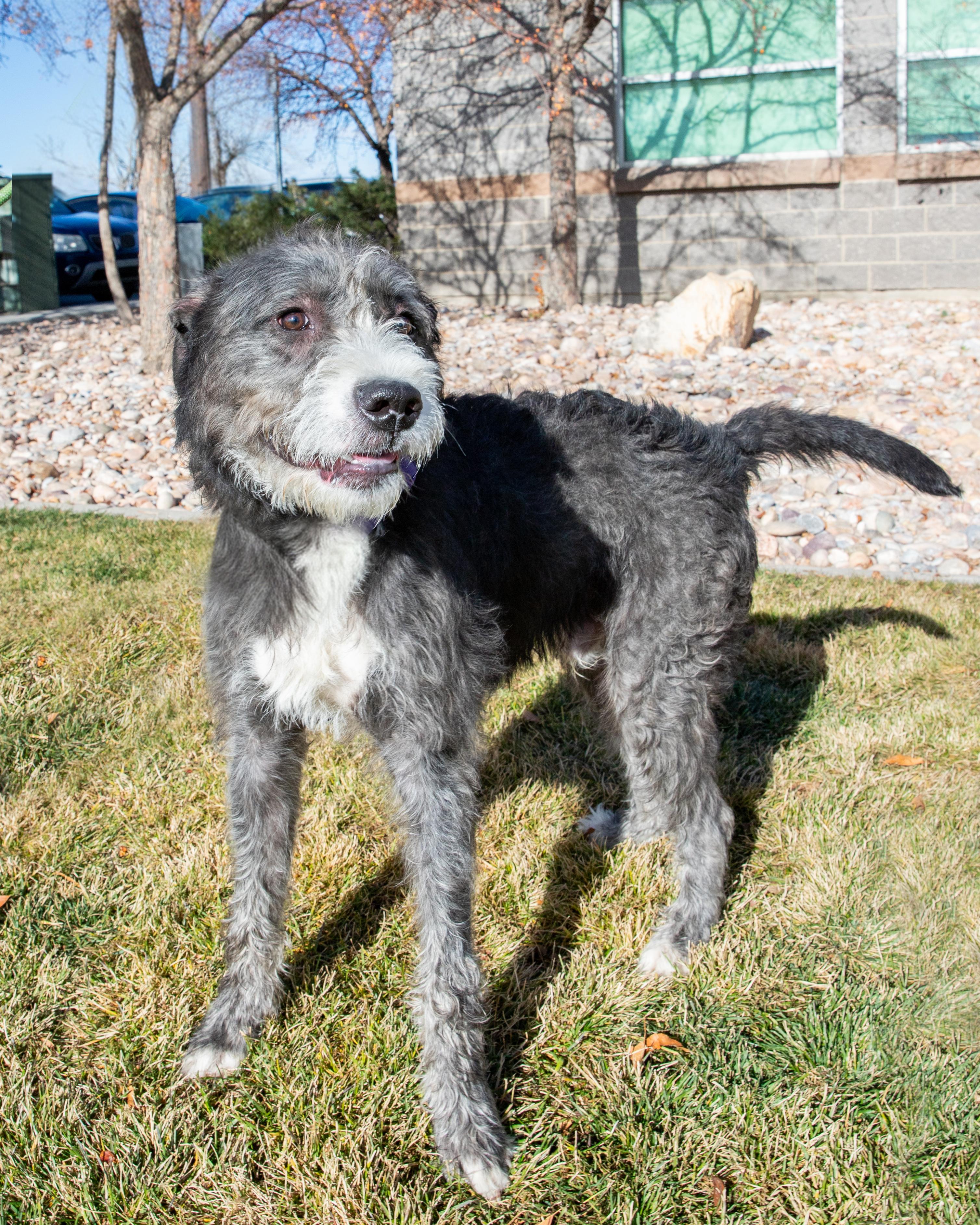 Enlarge Shaggy (91810) , a ADOPTABLE mixed breed in Spanish Fork, UT image 1/1