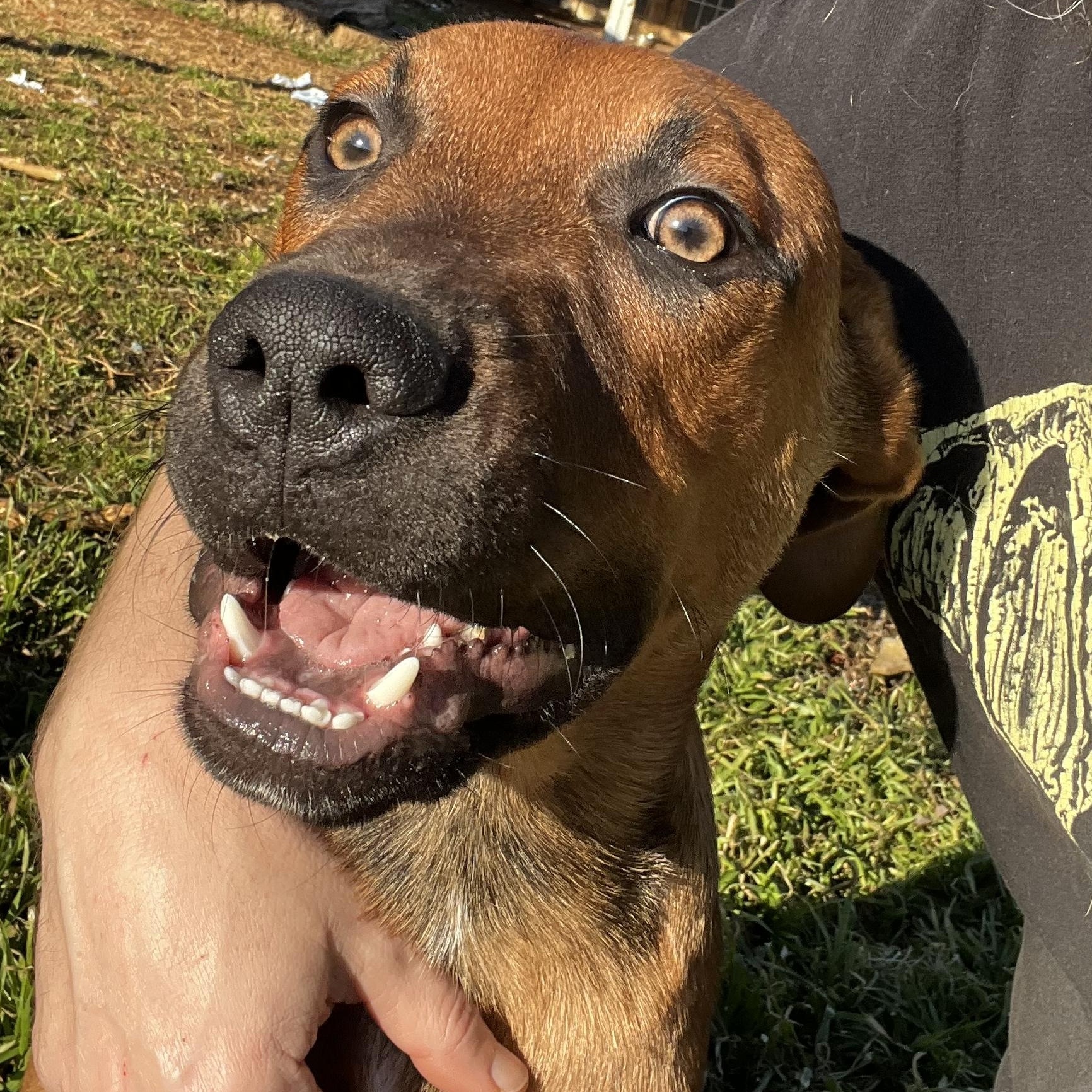 Enlarge Bear Boy, a Adoptable mixed breed in Pottsboro, TX image 3/5
