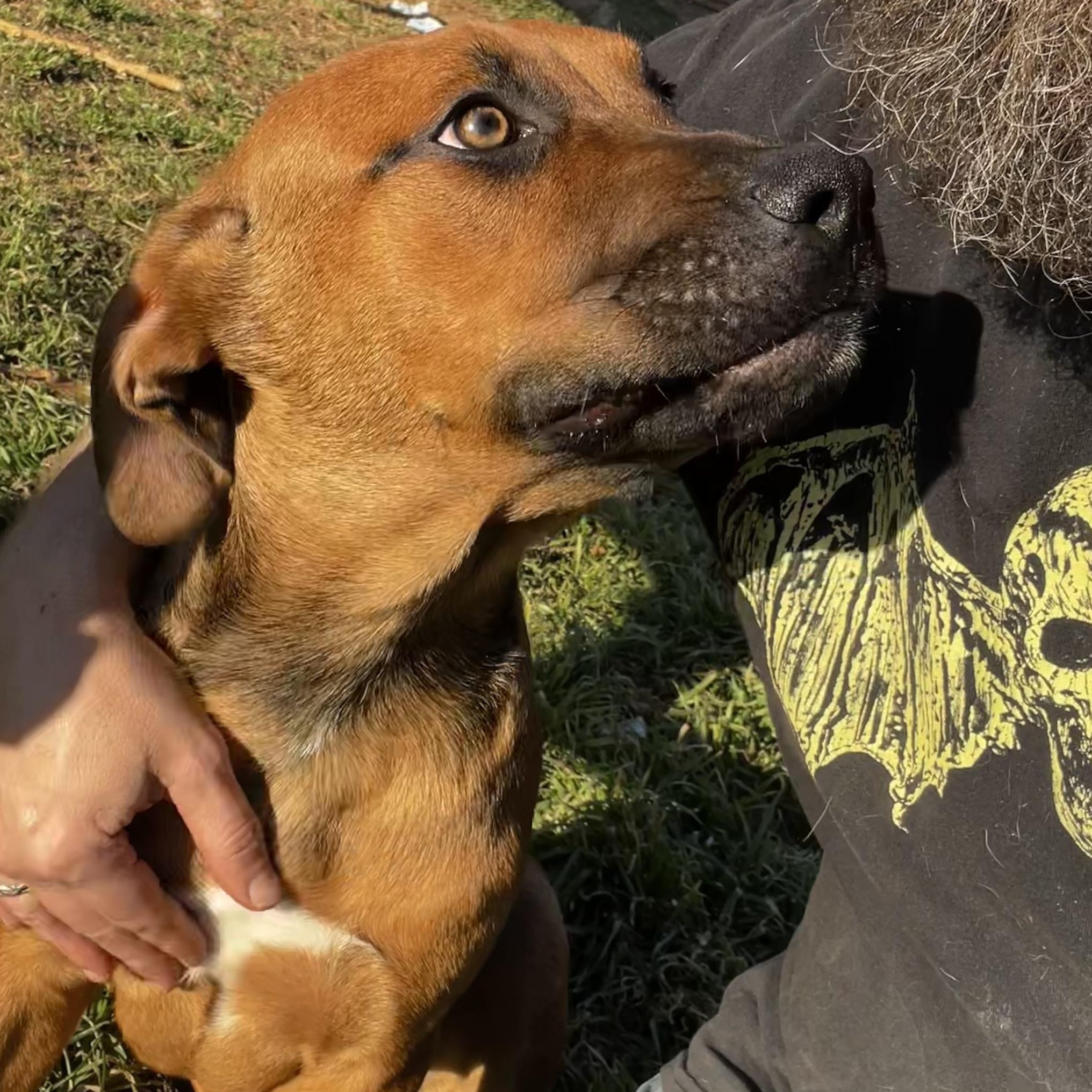 Enlarge Bear Boy, a Adoptable mixed breed in Pottsboro, TX image 4/5
