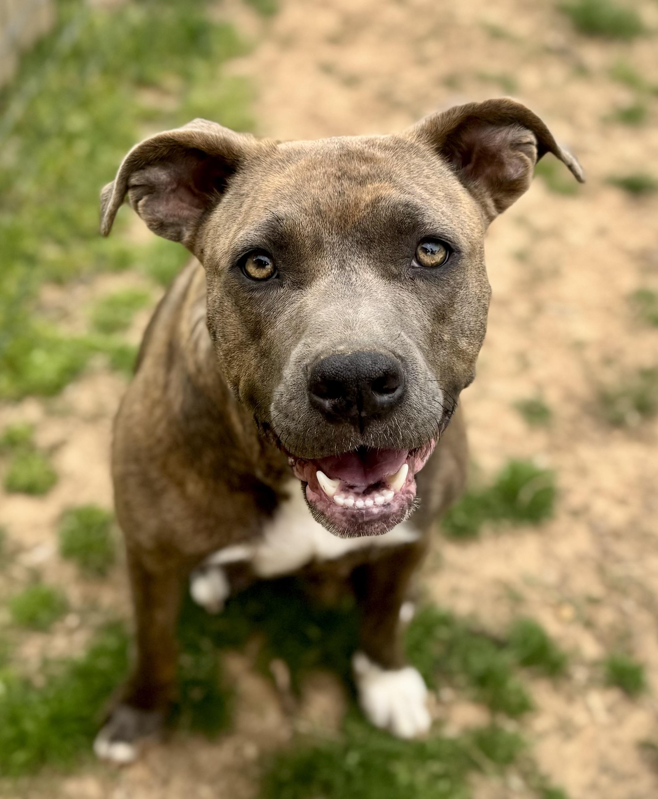 Enlarge Rosie, a Adoptable mixed breed in Greenbrier, AR image 1/6