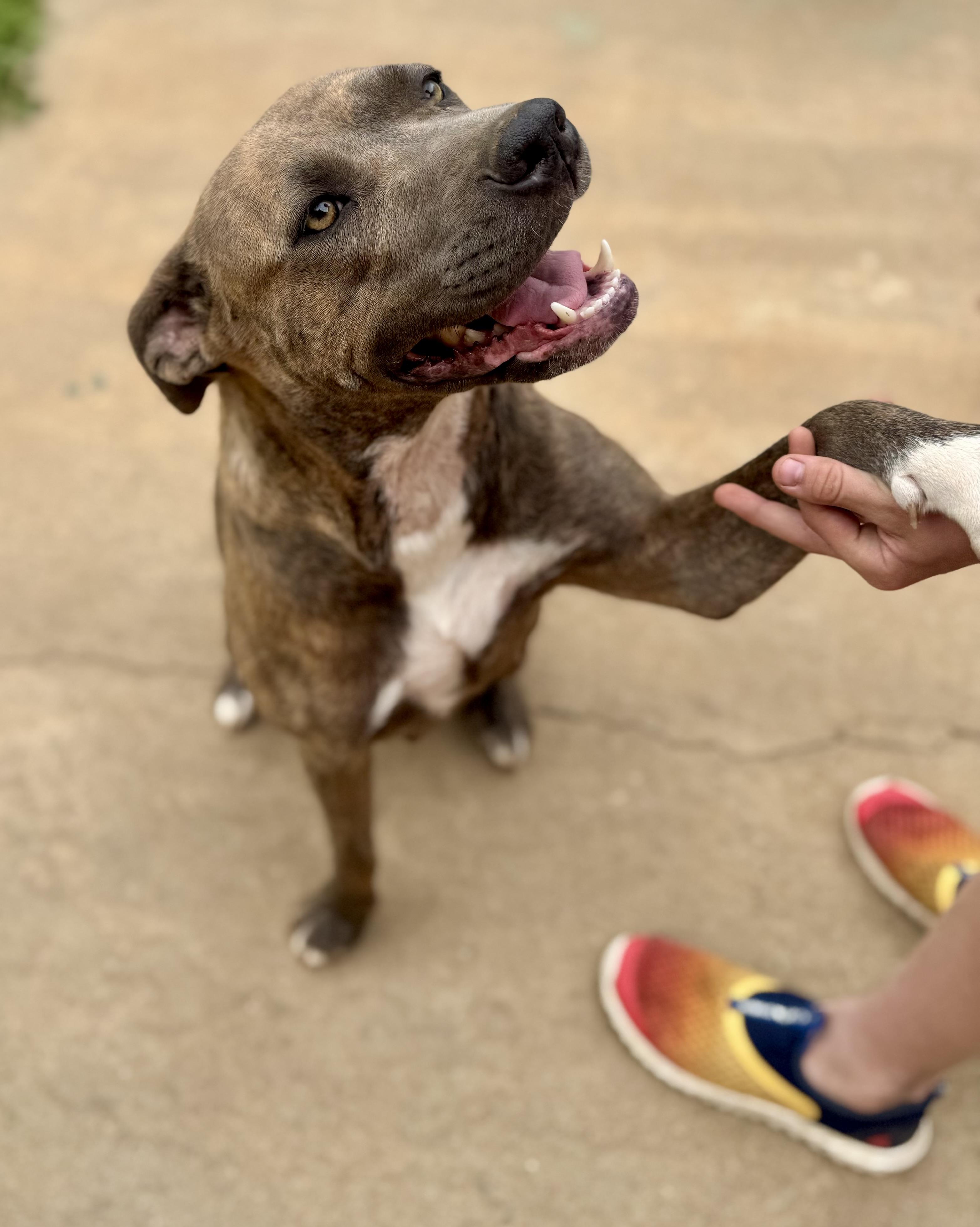Enlarge Rosie, a Adoptable mixed breed in Greenbrier, AR image 4/6