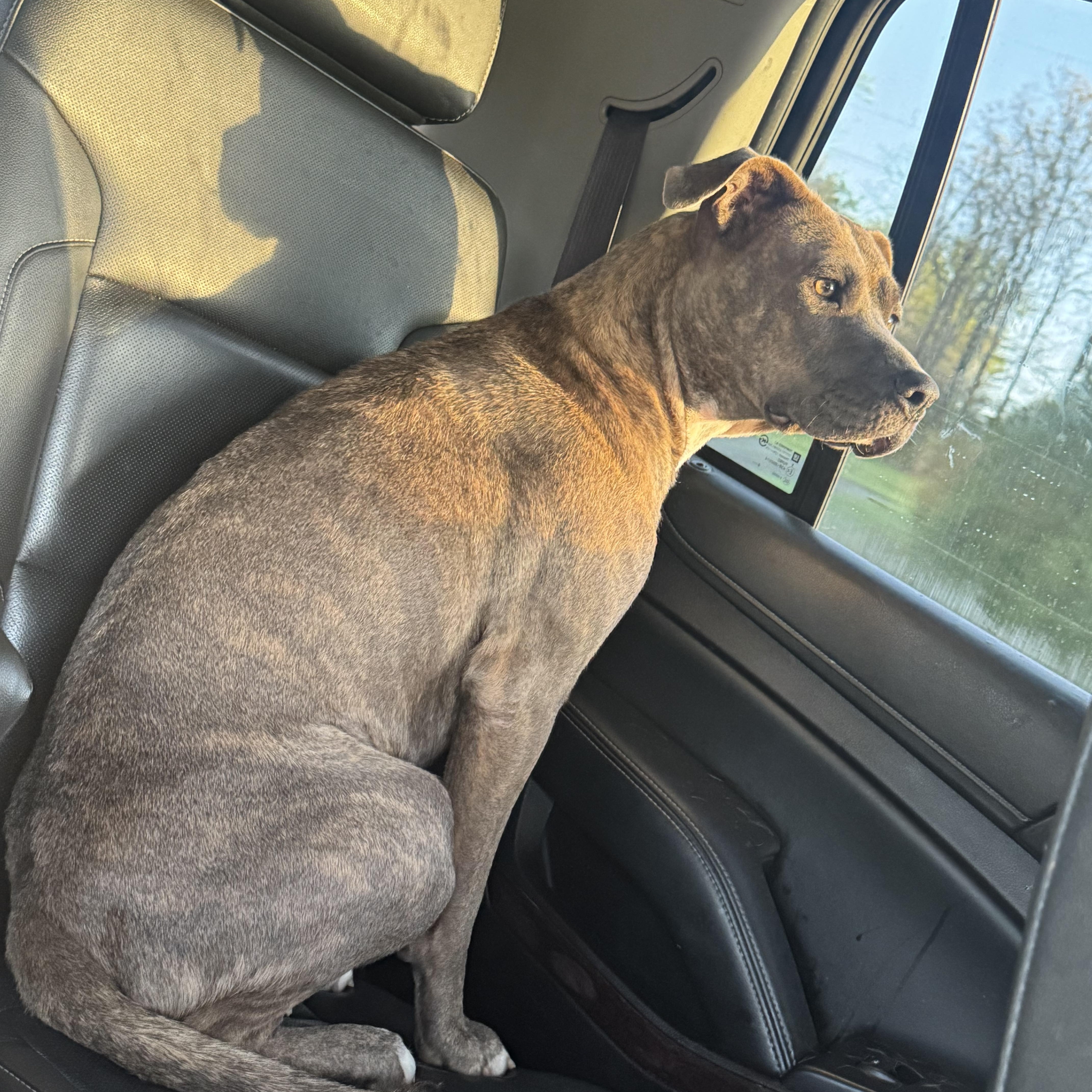 Enlarge Rosie, a Adoptable mixed breed in Greenbrier, AR image 5/6