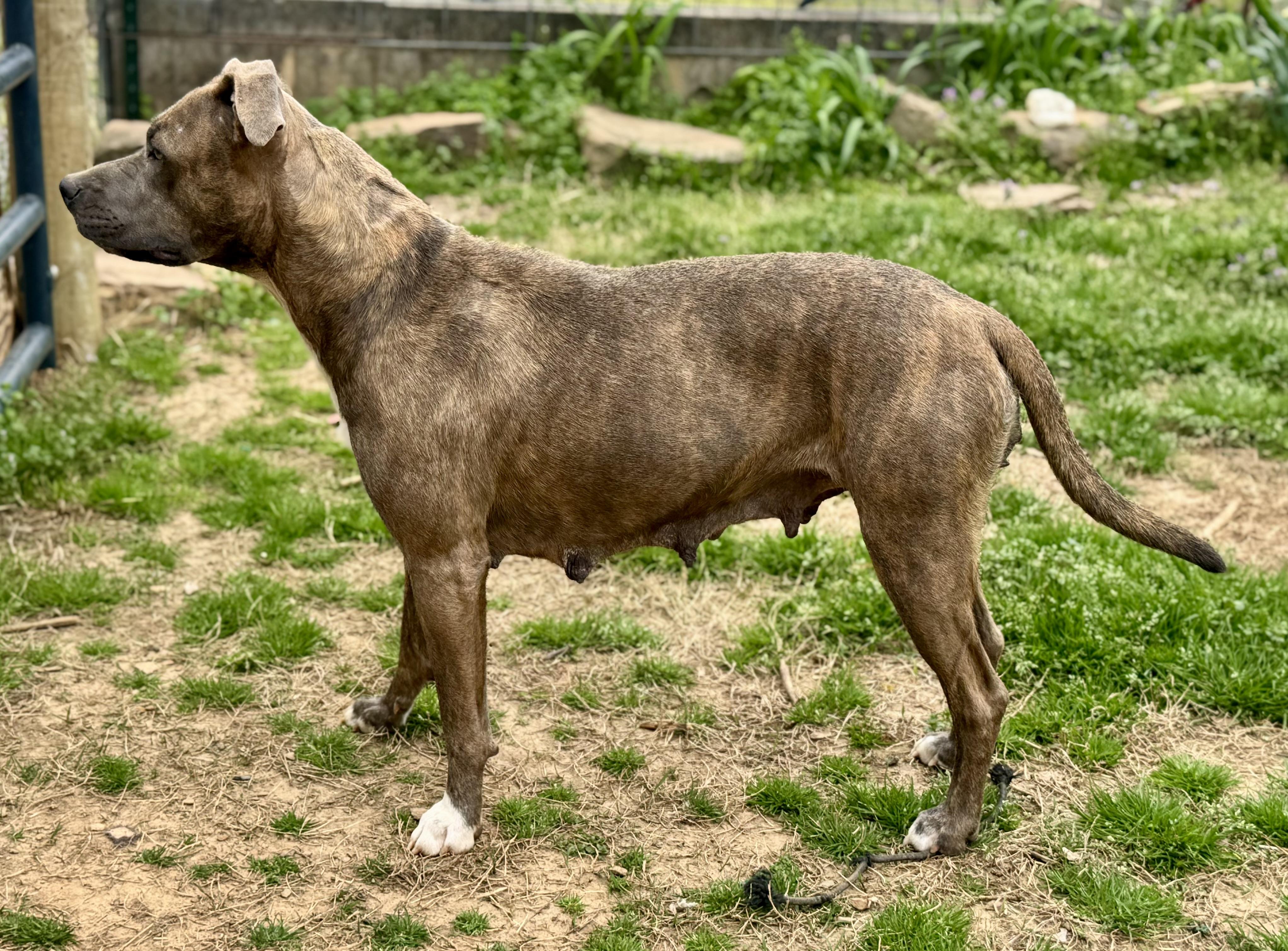 Enlarge Rosie, a Adoptable mixed breed in Greenbrier, AR image 6/6