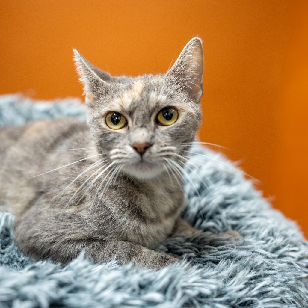 Enlarge Nellie, a Adoptable Domestic Short Hair in Gainesville, GA image 1/3