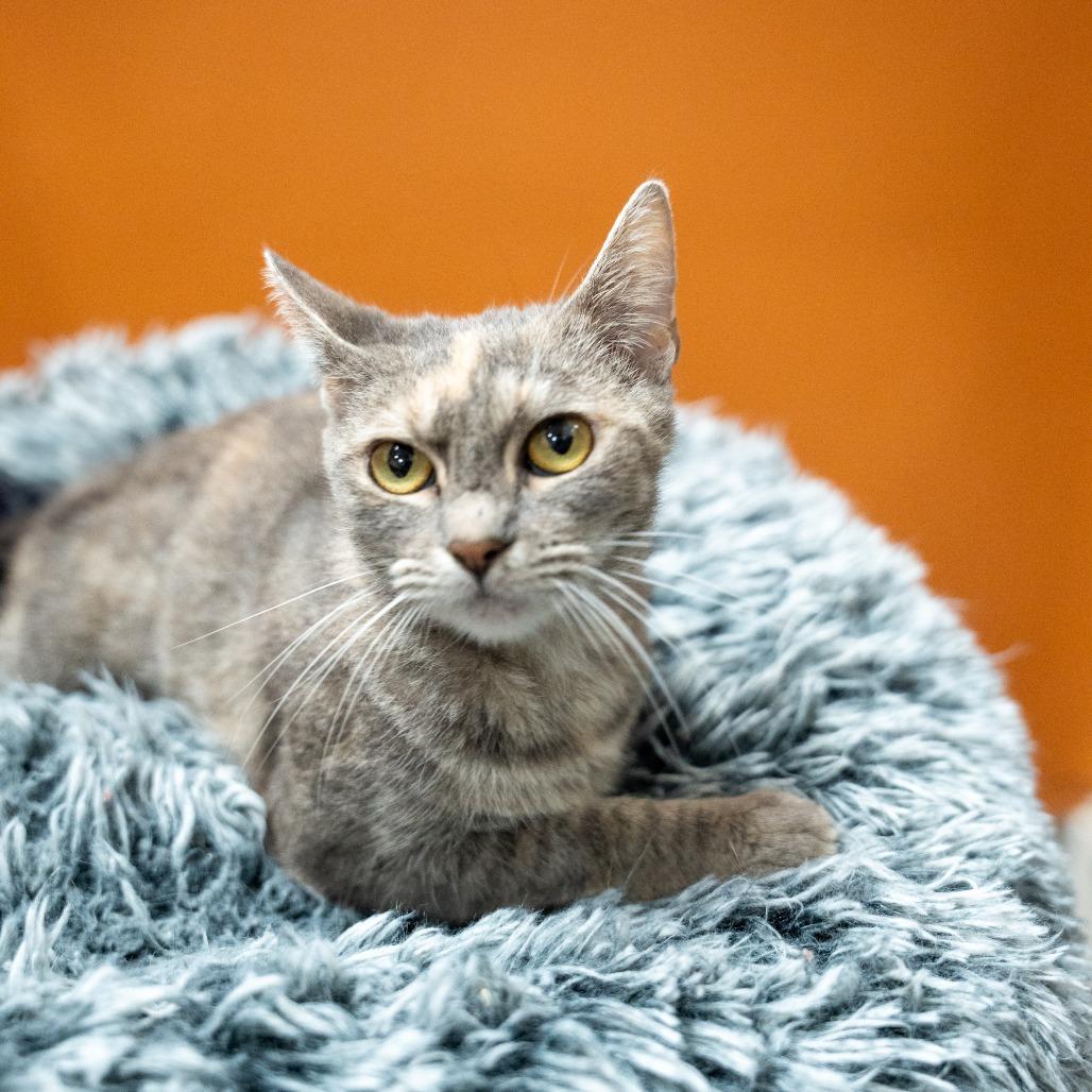 Enlarge Nellie, a Adoptable Domestic Short Hair in Gainesville, GA image 2/3