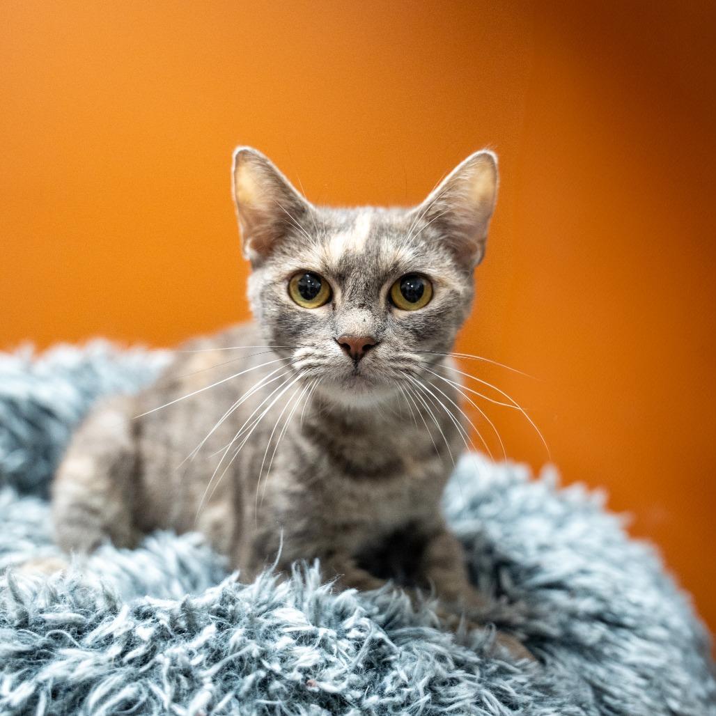 Enlarge Nellie, a Adoptable Domestic Short Hair in Gainesville, GA image 3/3