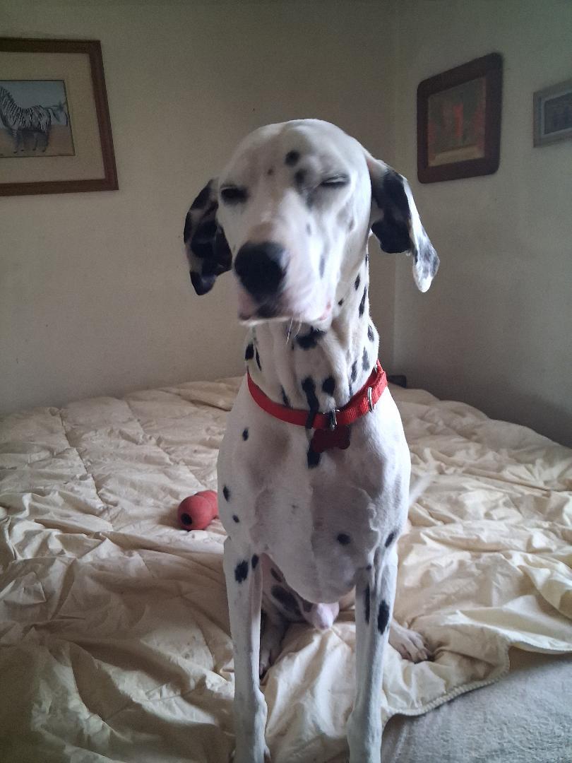 Enlarge Pongo, a ADOPTABLE Dalmatian in San Diego, CA image 2/2