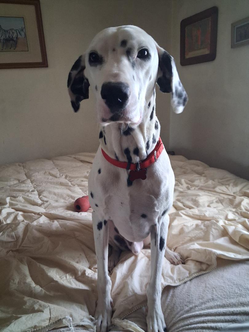 Enlarge Pongo, a ADOPTABLE Dalmatian in San Diego, CA image 1/2