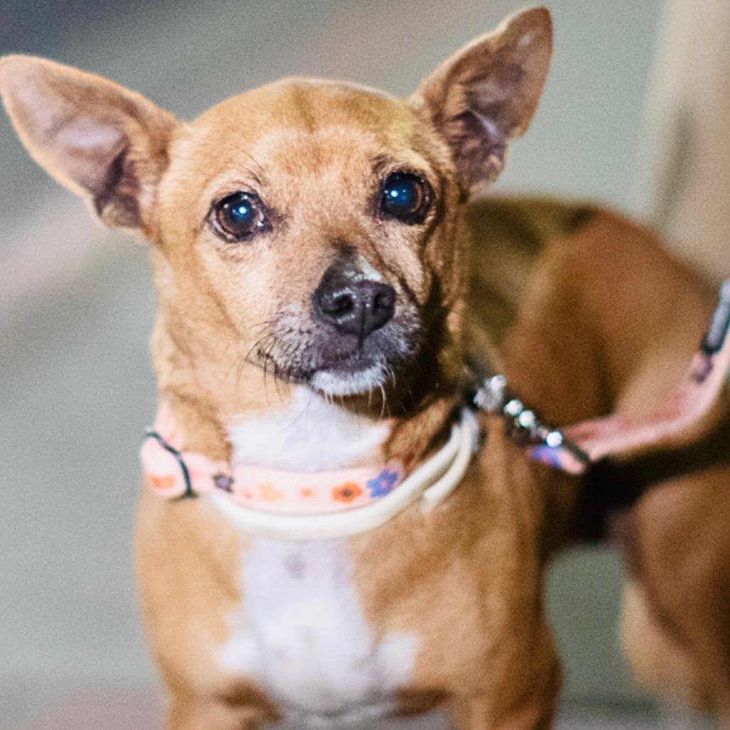 Clove, Adoptable, Young Female Chihuahua.